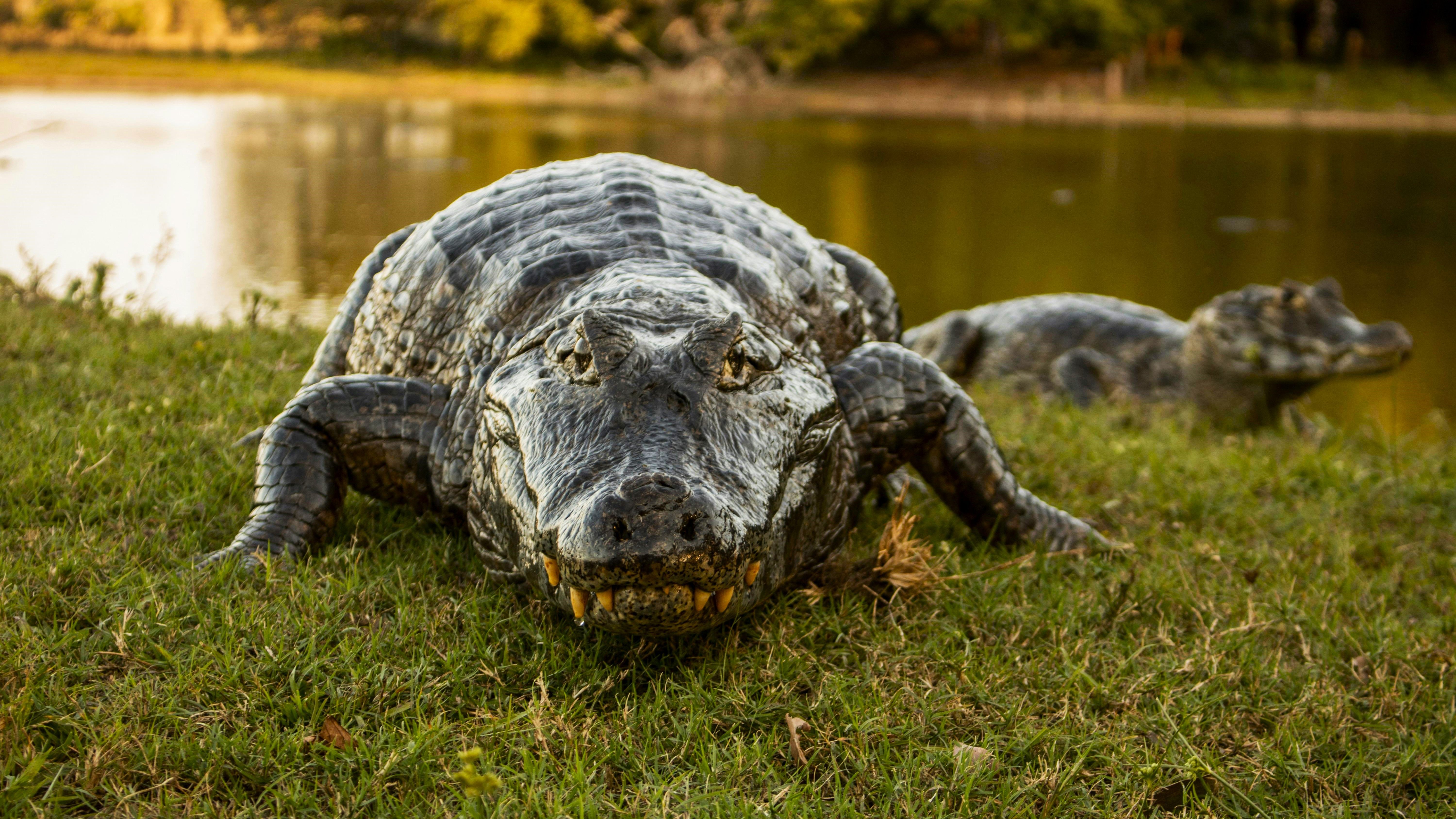 Alligator Attack