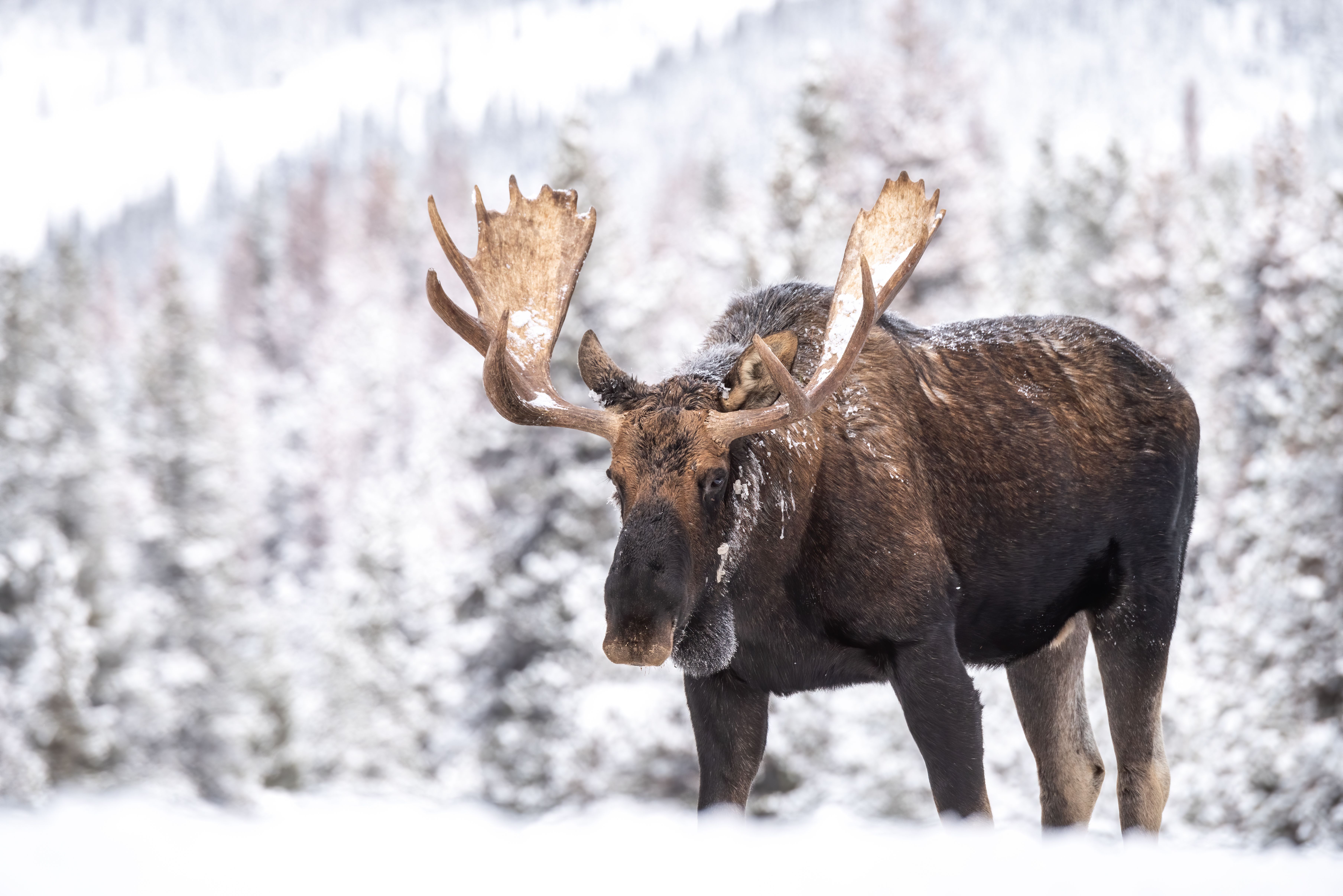 Moose Rescued From Freezing Waters After Falling Into Frozen Lake