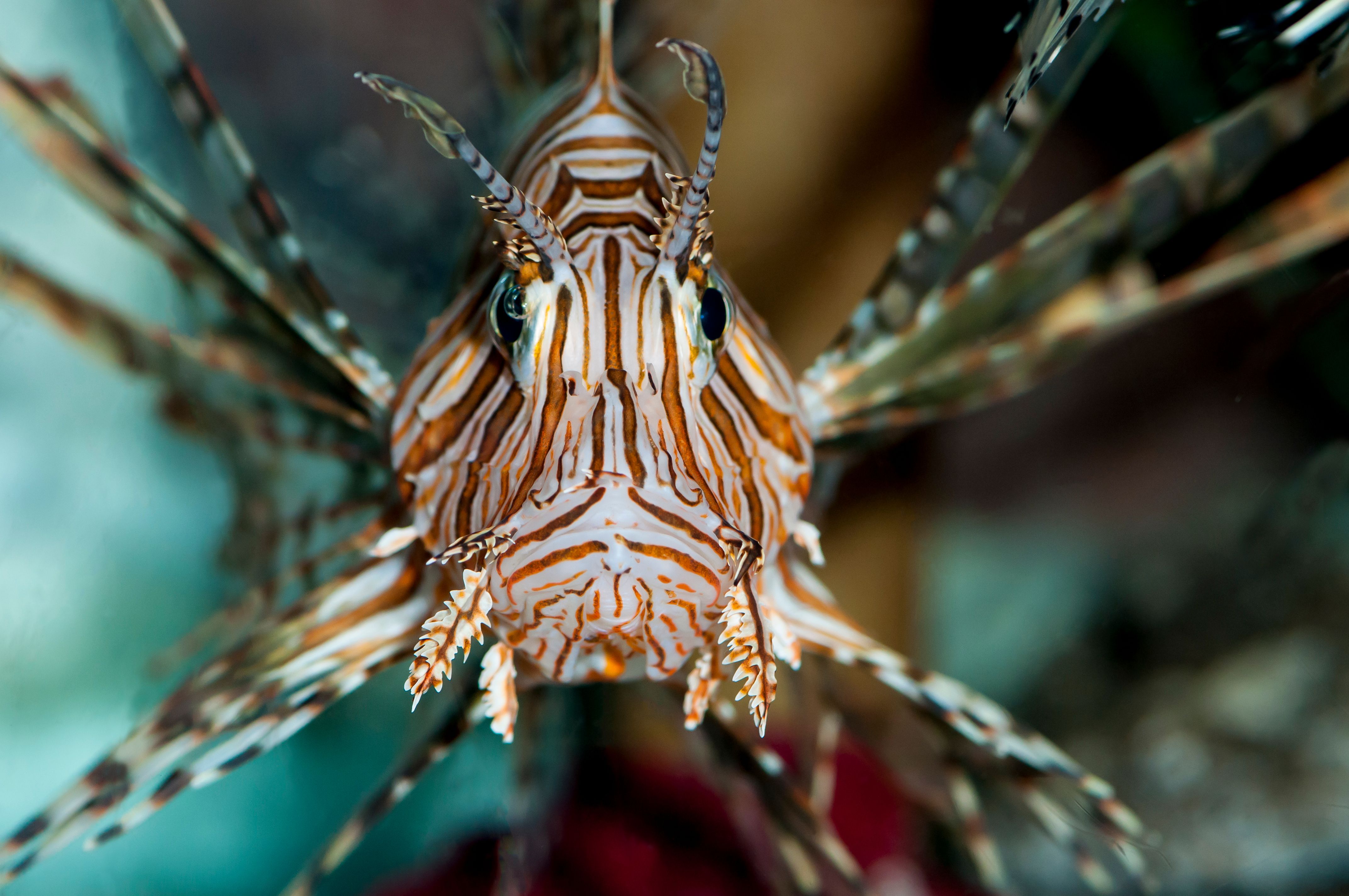 サメではありません: この見事な「フランケンシュタイン」のような魚は、厄介な刺し傷を持つ世界で最も成功した捕食者の 1 つです (しかし、西側諸国にも侵入しています)