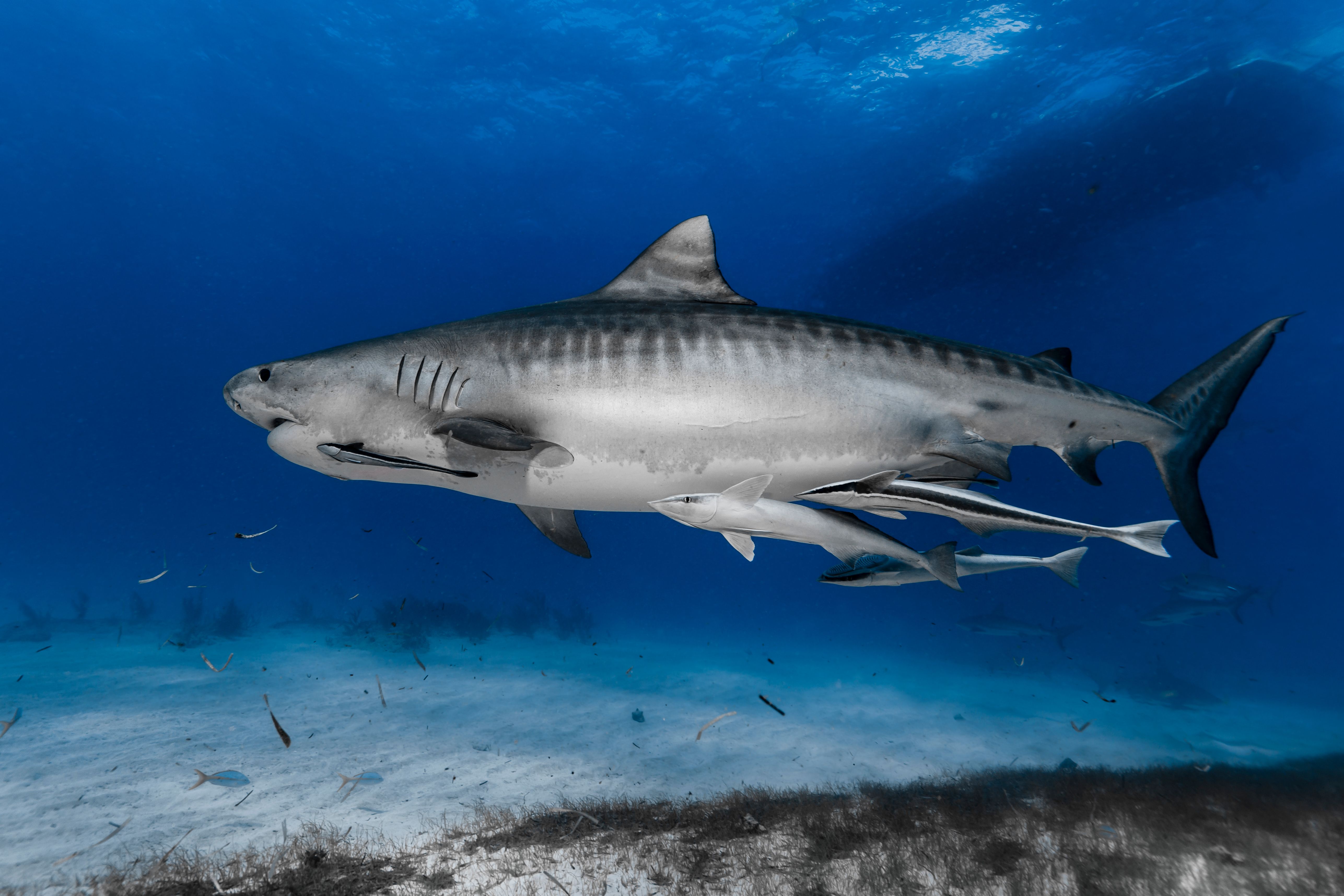 Tiger shark