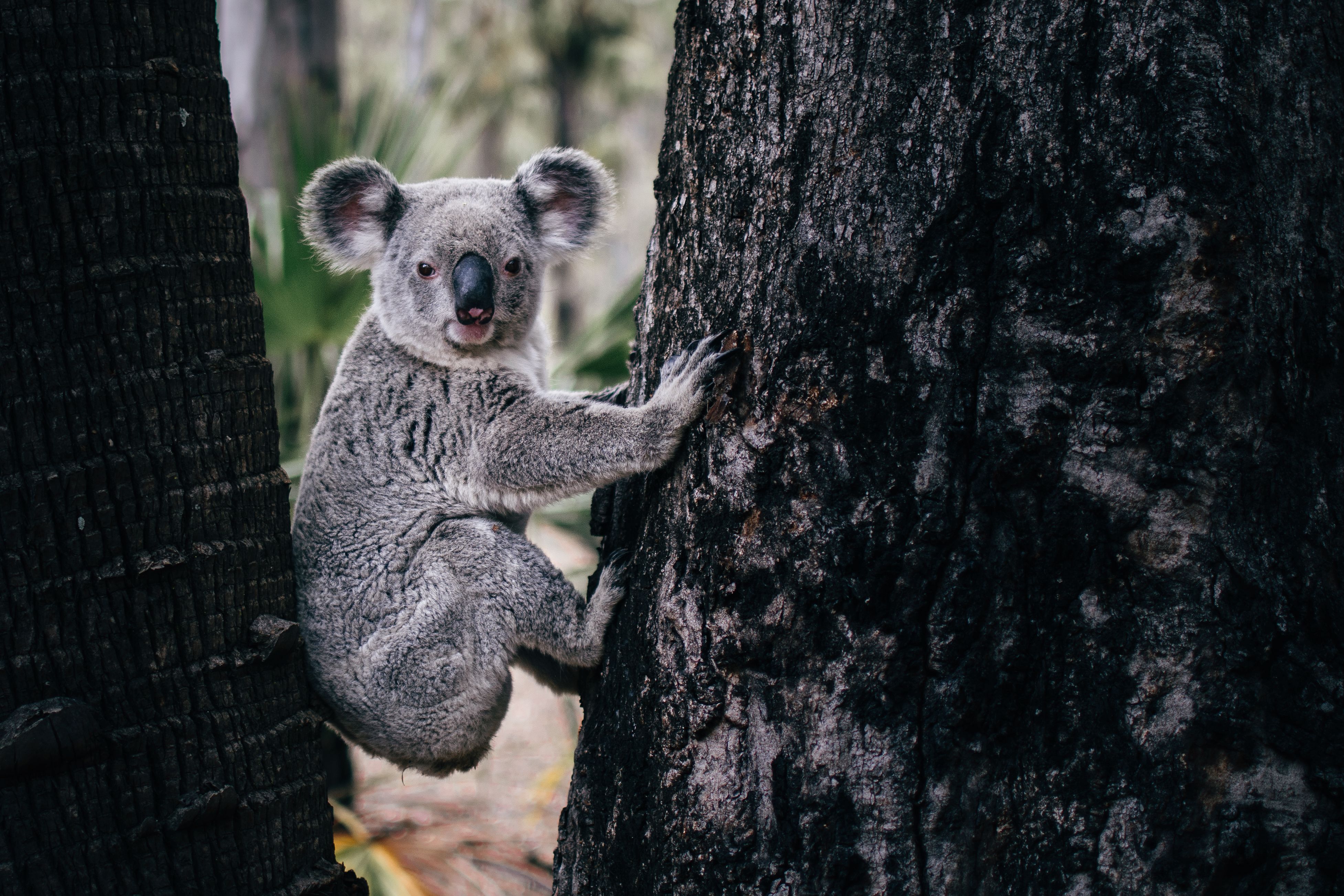 Koala On Tree