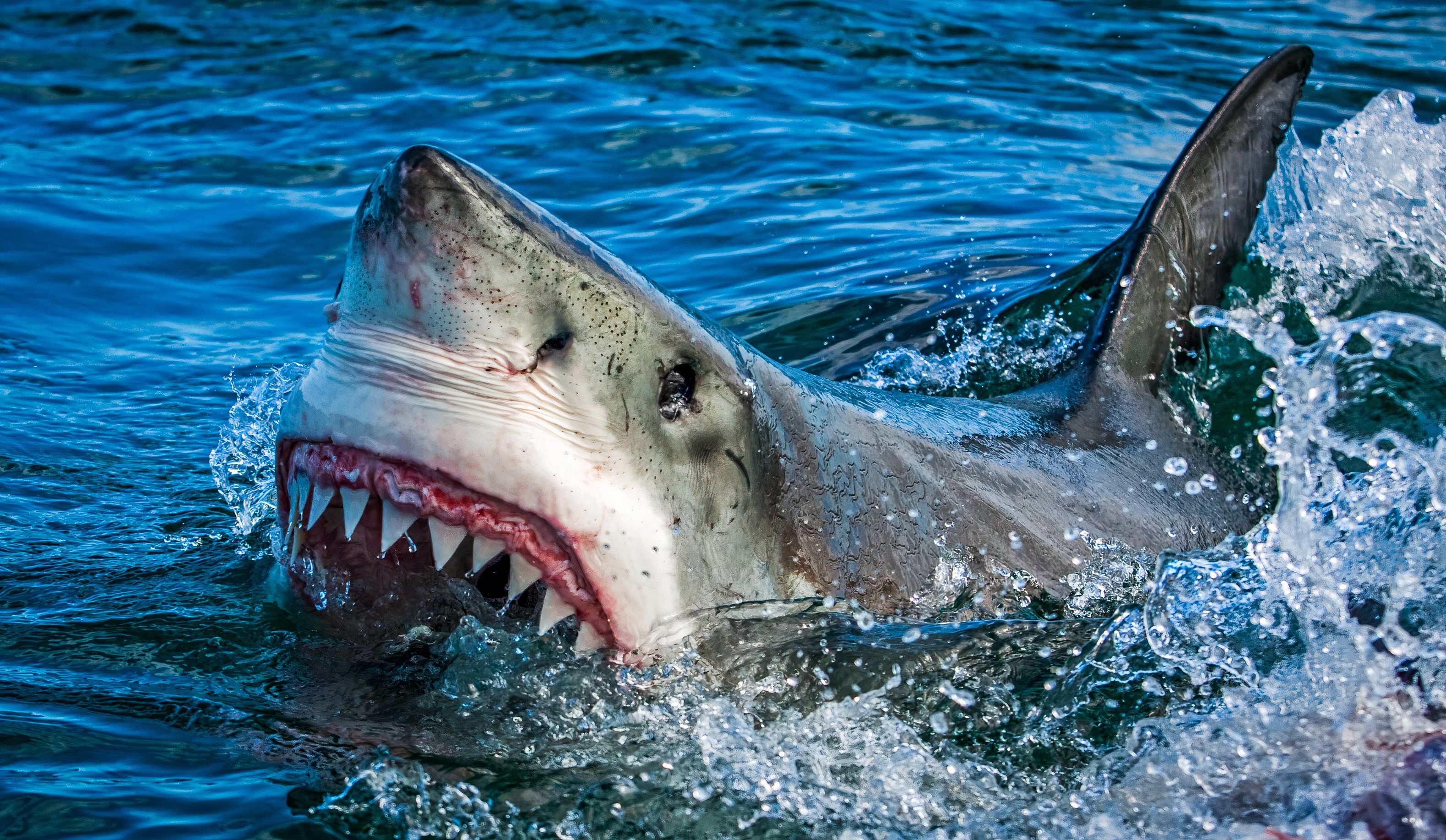 Great white shark, Carcharodon carcharias