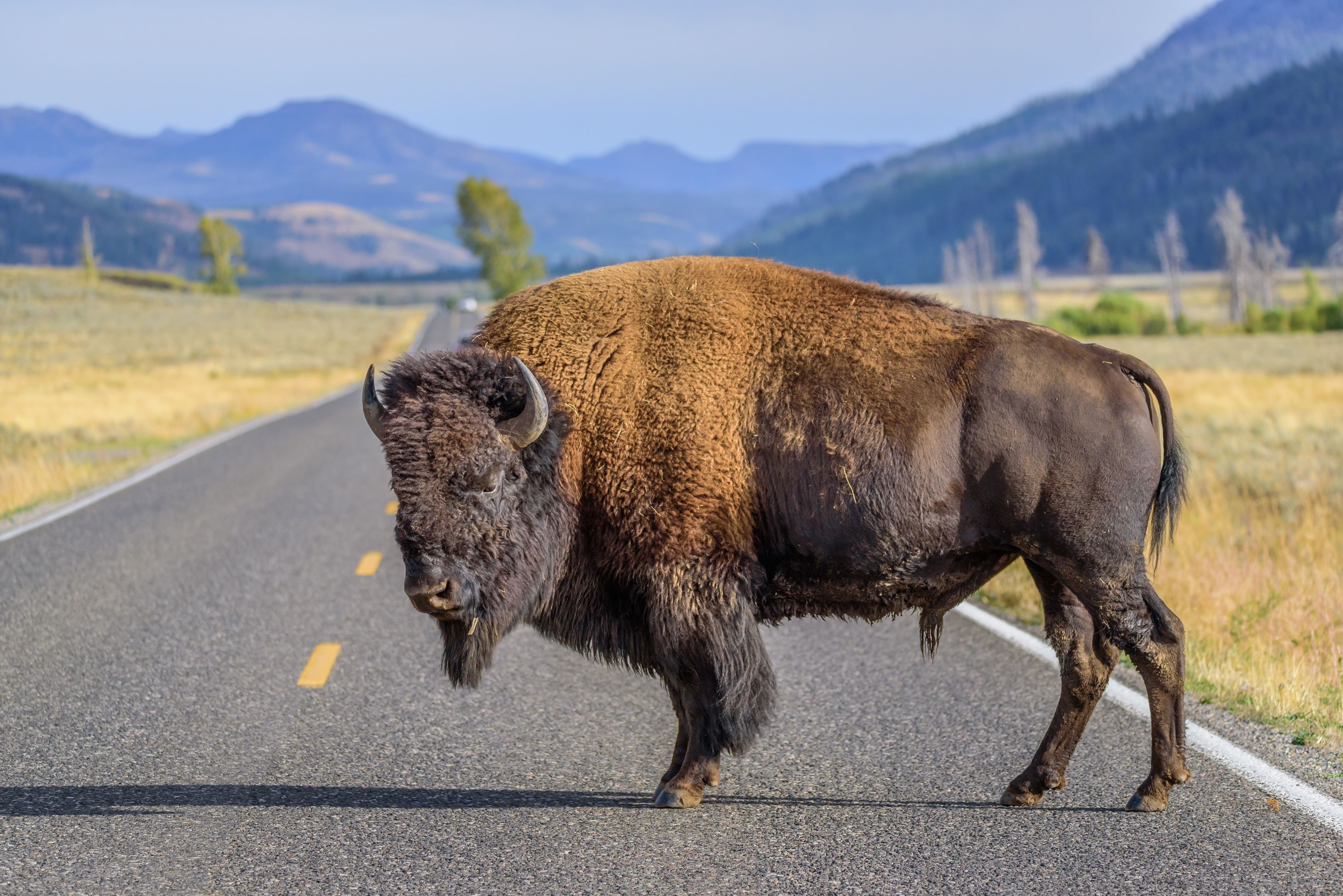 Bison Blocking Road