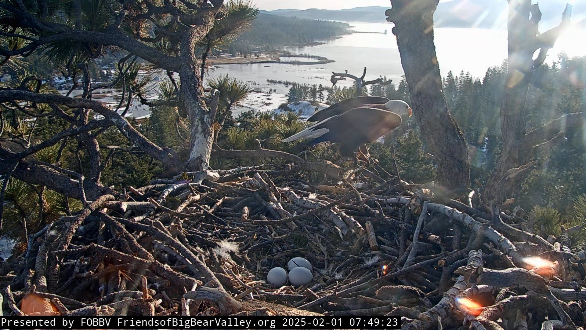 Eagle cam catch with three eggs in the nest