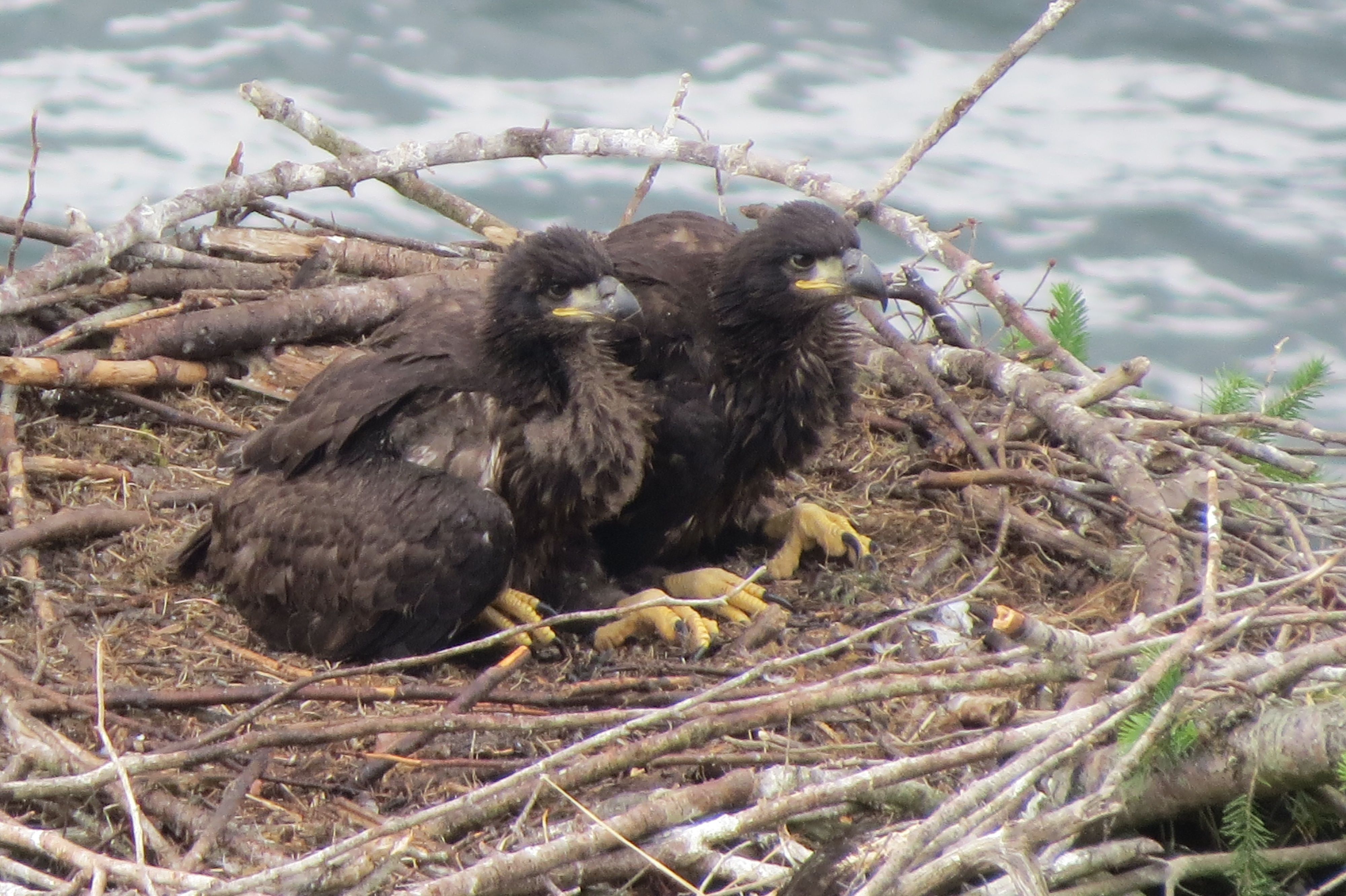 A pair of baby eagles, sitting in their nest