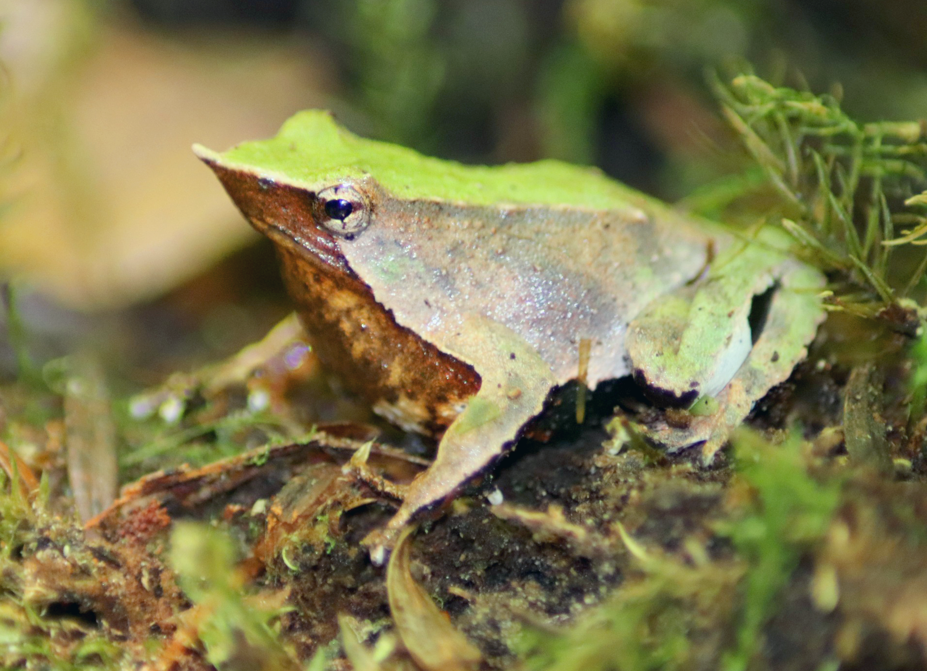 Frog's Darwin - Wikipedia Commons - By ONG Ranita - Work Own, CC BY -SA 4.0