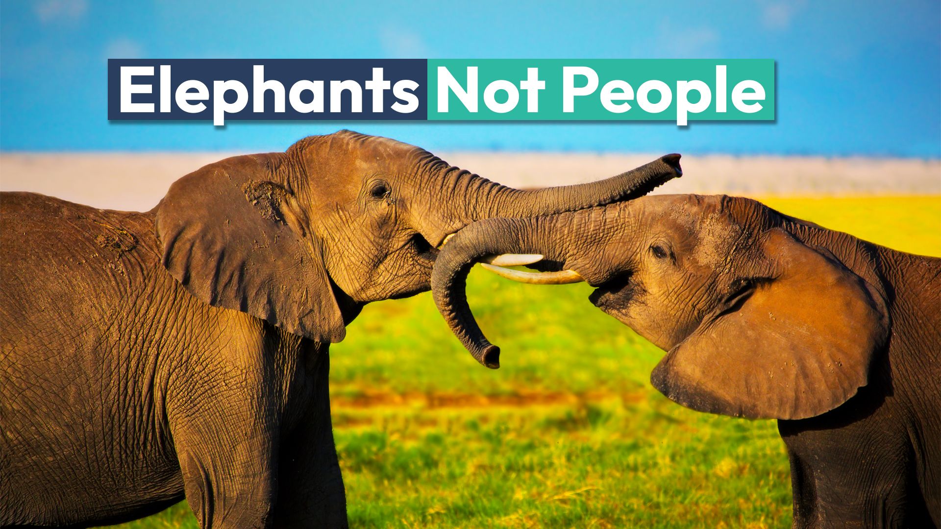 Elephants are not people, the rules of the Supreme Court of Colorado