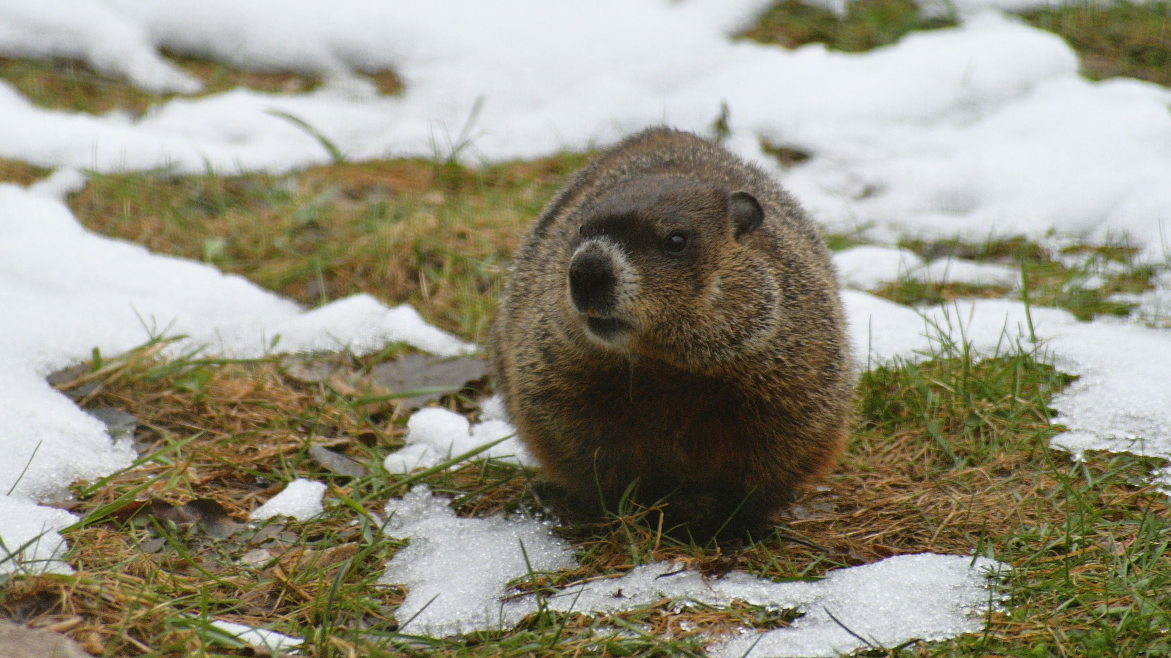 Scientists Reveal The Top Groundhog To Watch For SpotOn Predictions In