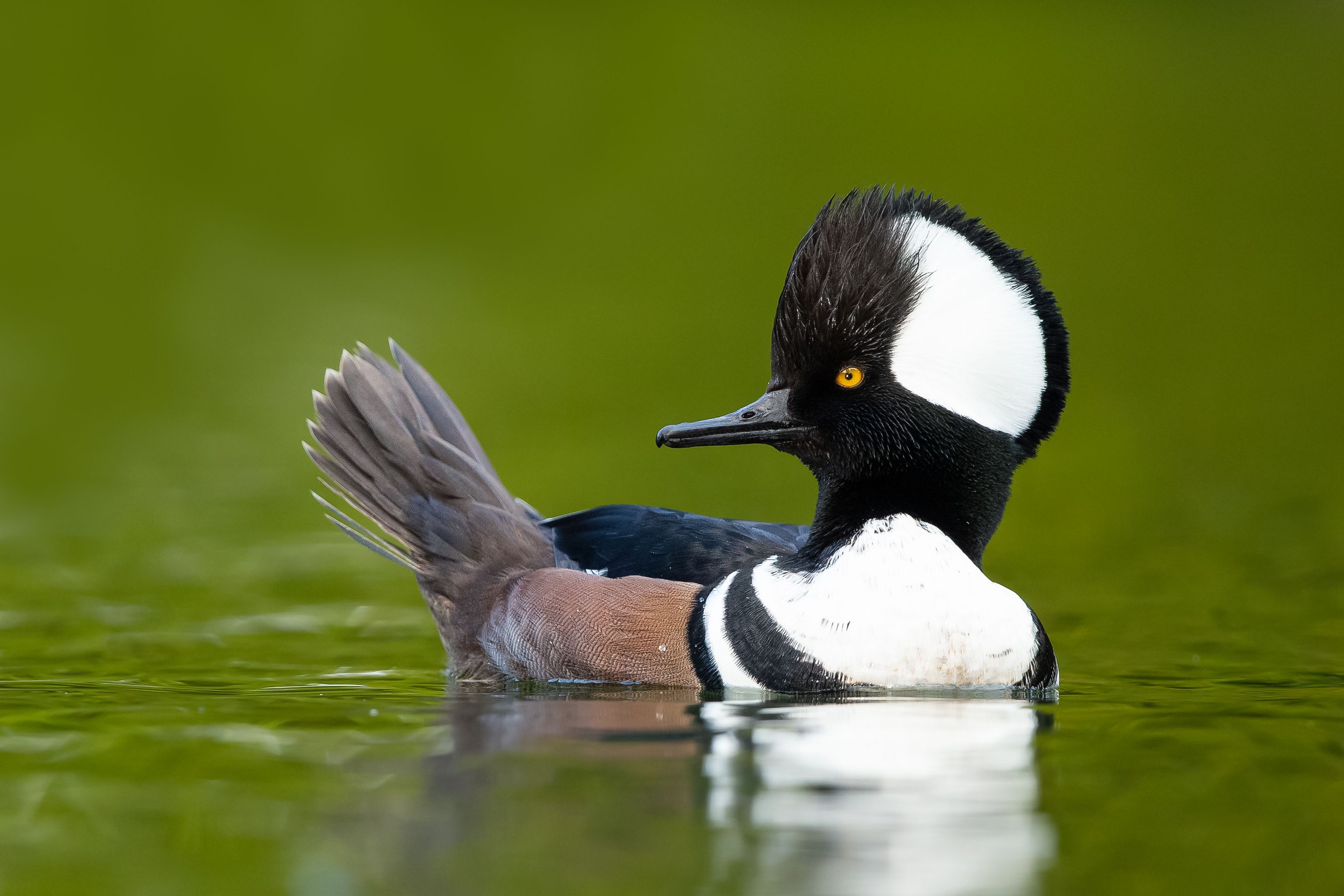 Men's veiled ducks