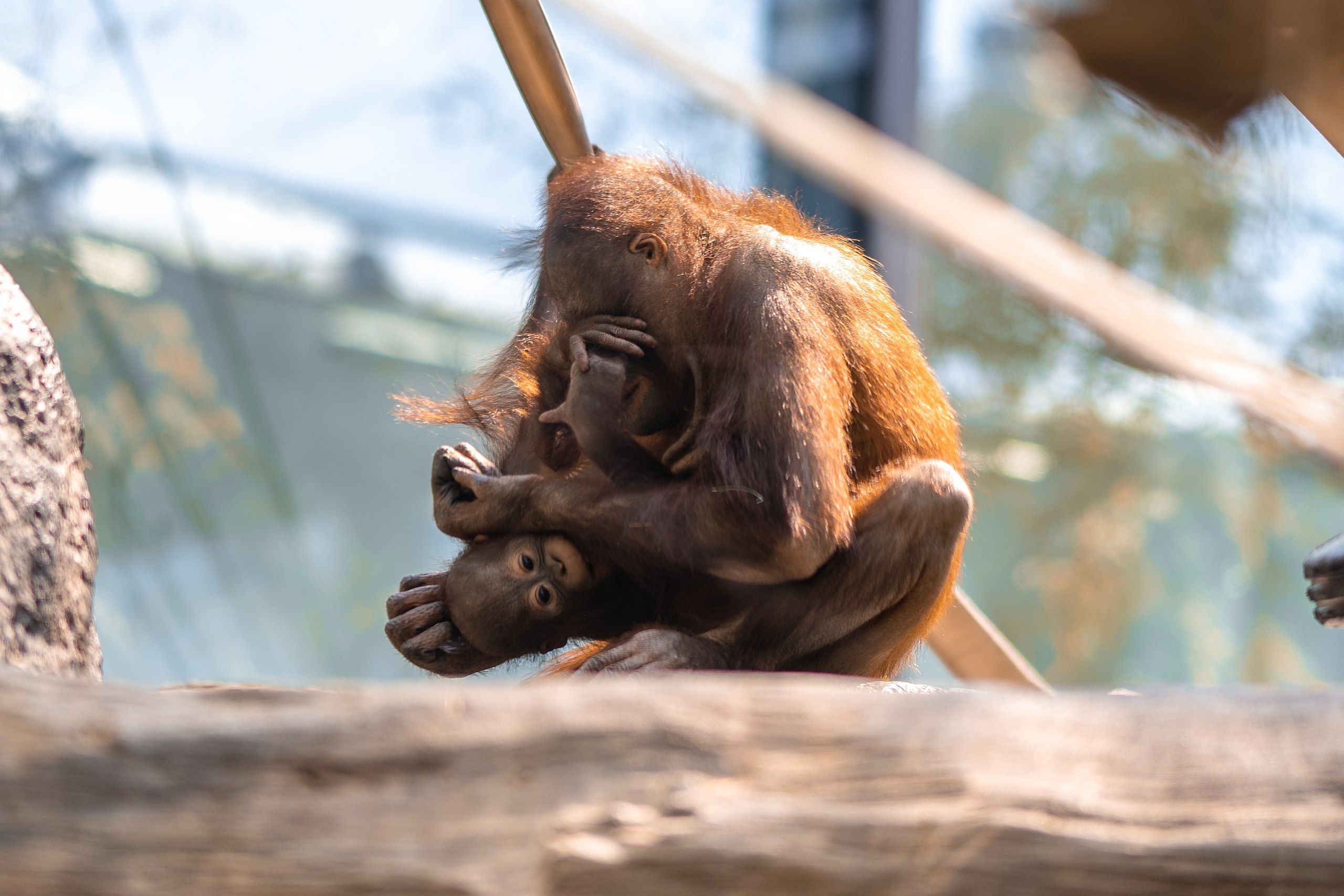 Orangutans at the Cleveland Metroparks Zoo, Ohio
