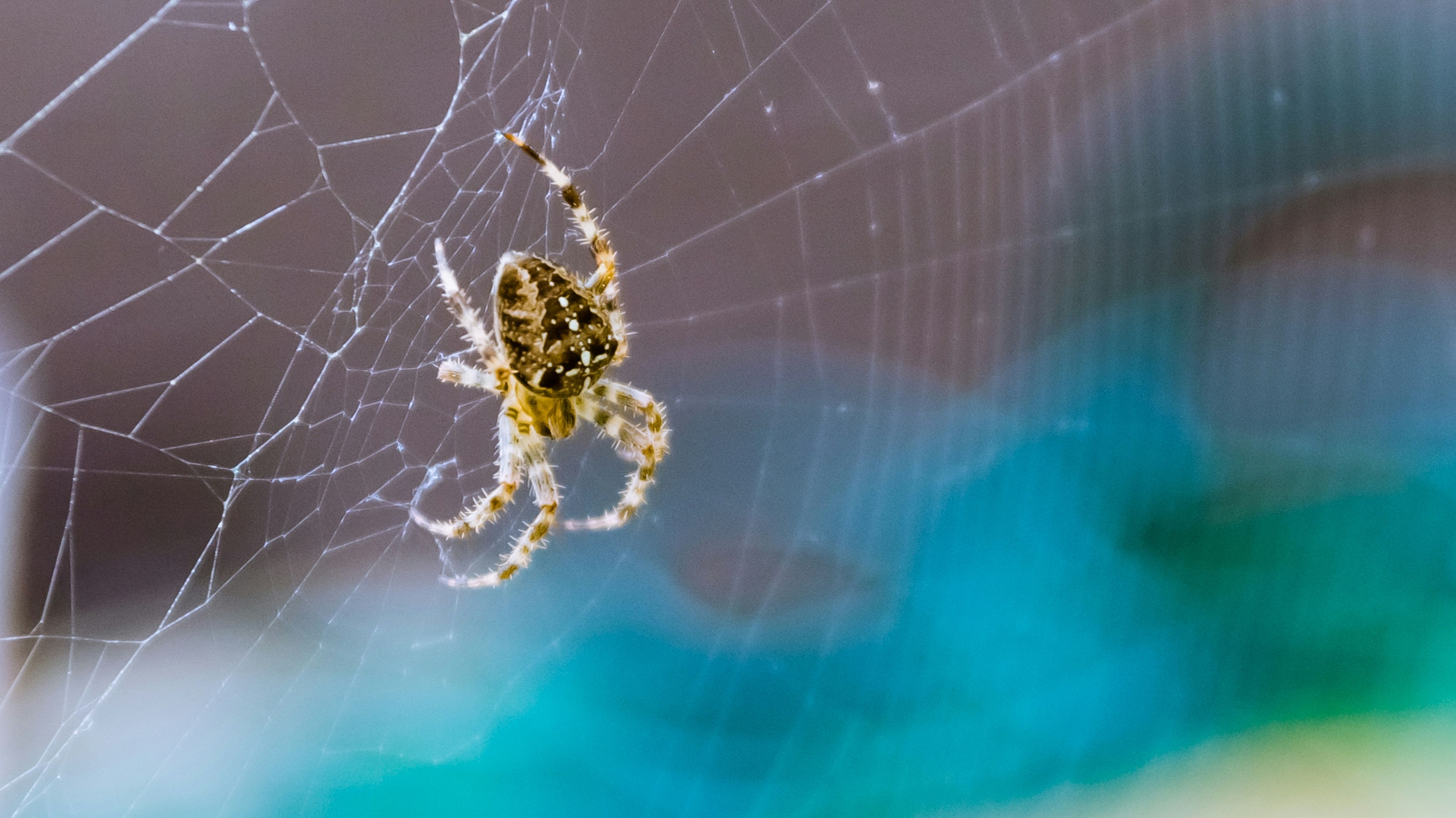 Orb weaving spider in a web