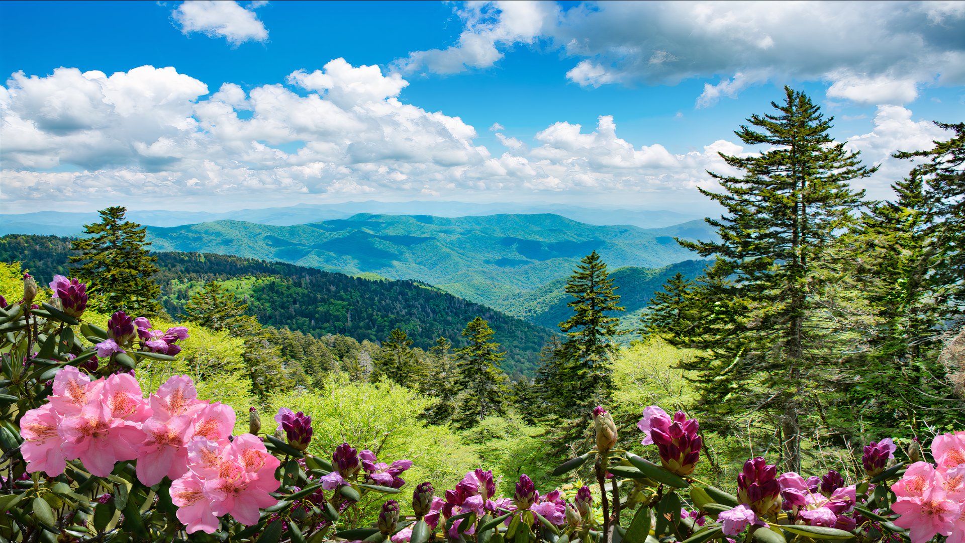 Beautiful azaleas blooming in North Carolina mountains