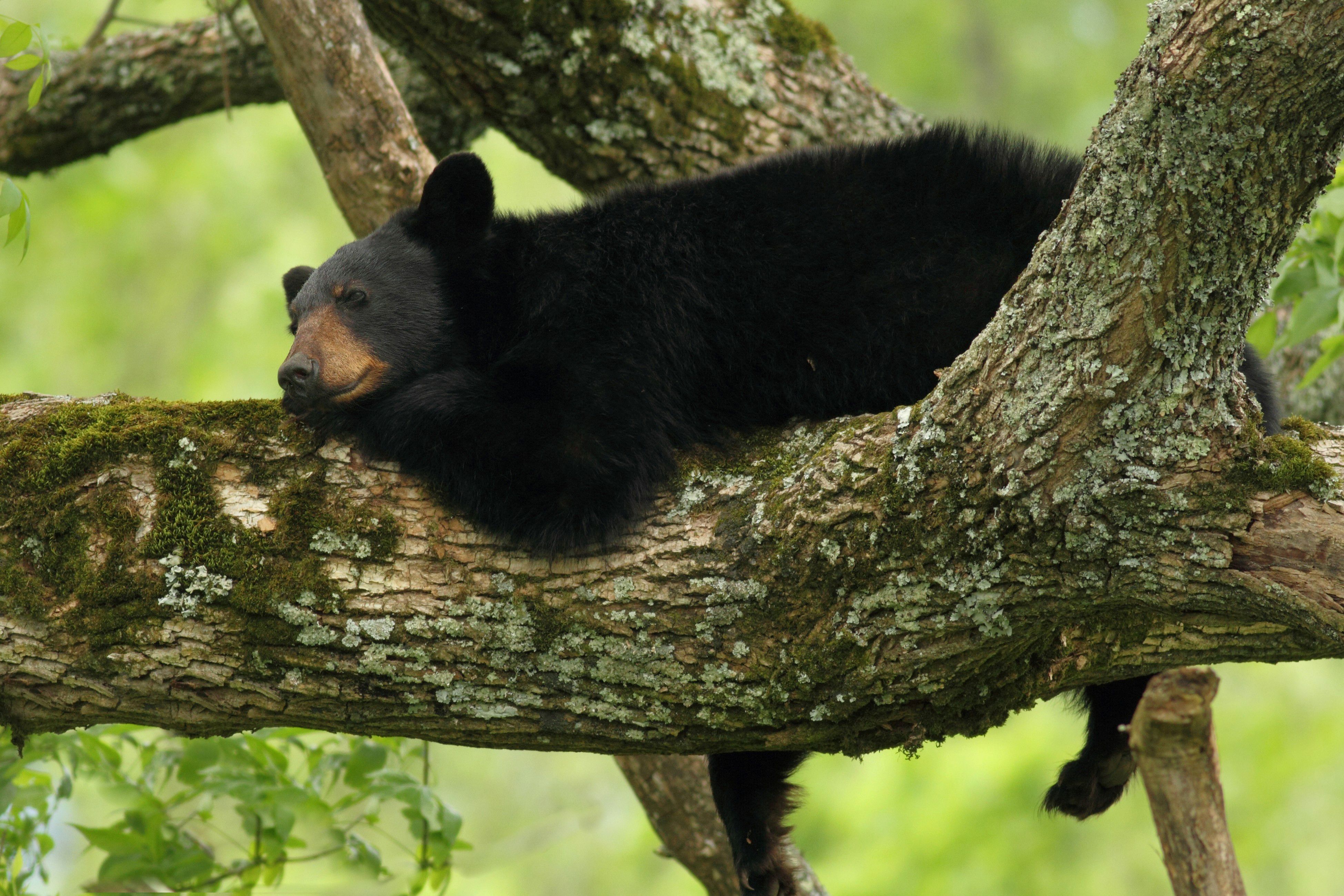 Concerns For Black Bear Increase After Spending Several Days In Tree Over Busy Highway