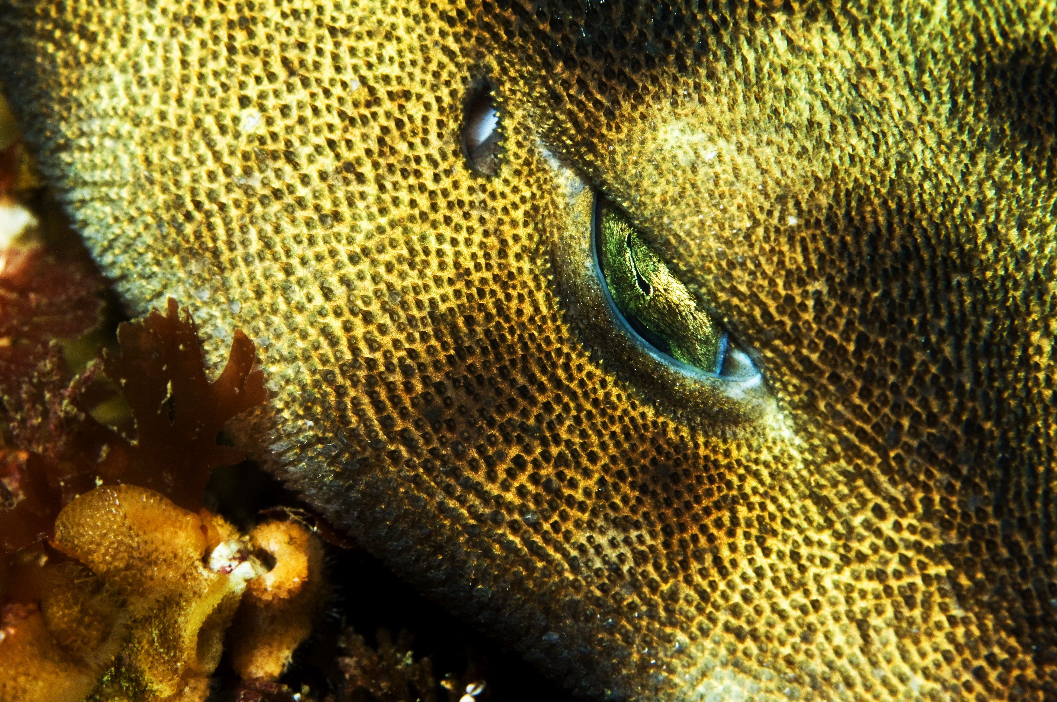 Swellshark (Cephaloscyllium ventriosum) eye in the Pacific Ocean off Channel Islands, CA, California, USA