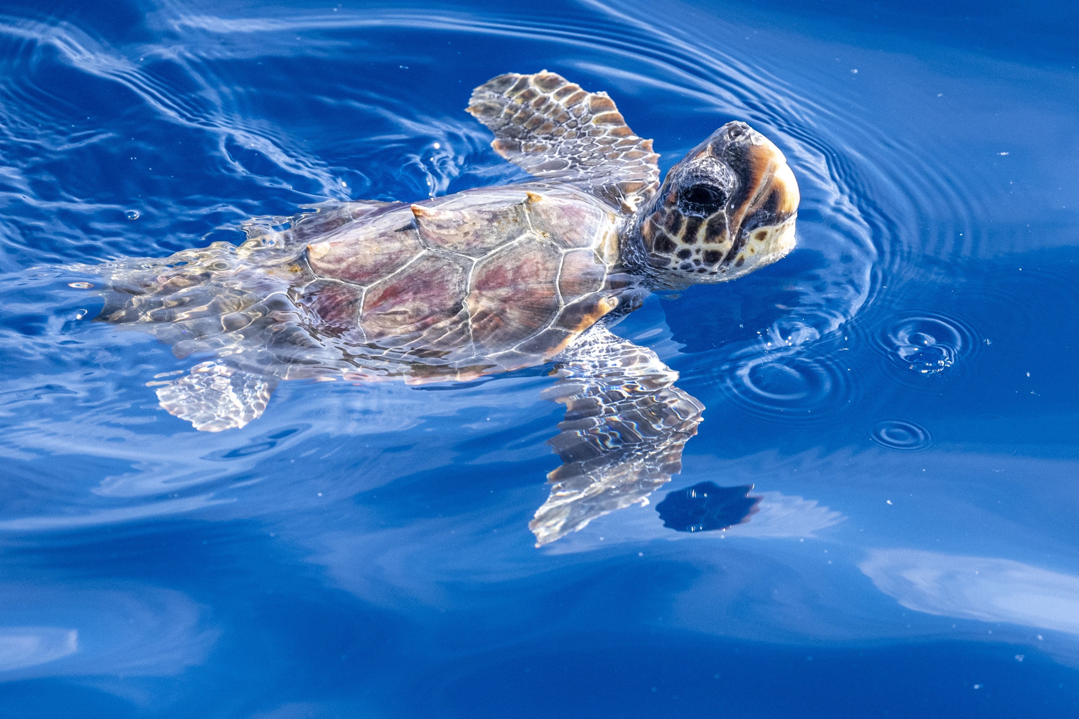 Loggerhead Turtle of the Ocean