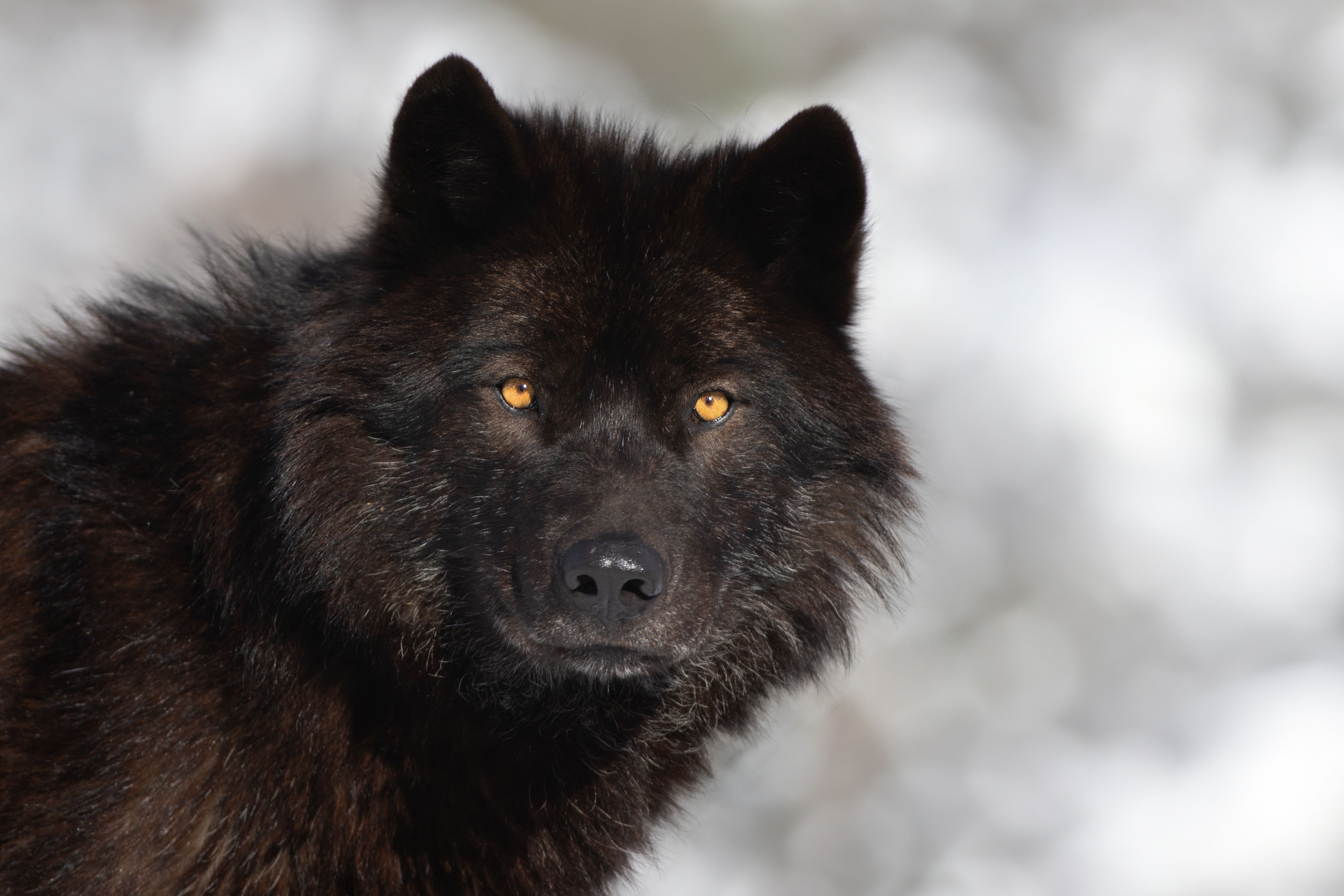 Dark Wolves Why Do Wolves' Eyes Glow In The Dark? | Wolf Conservation