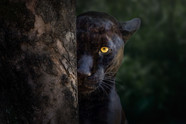 Black Jaguar Animal