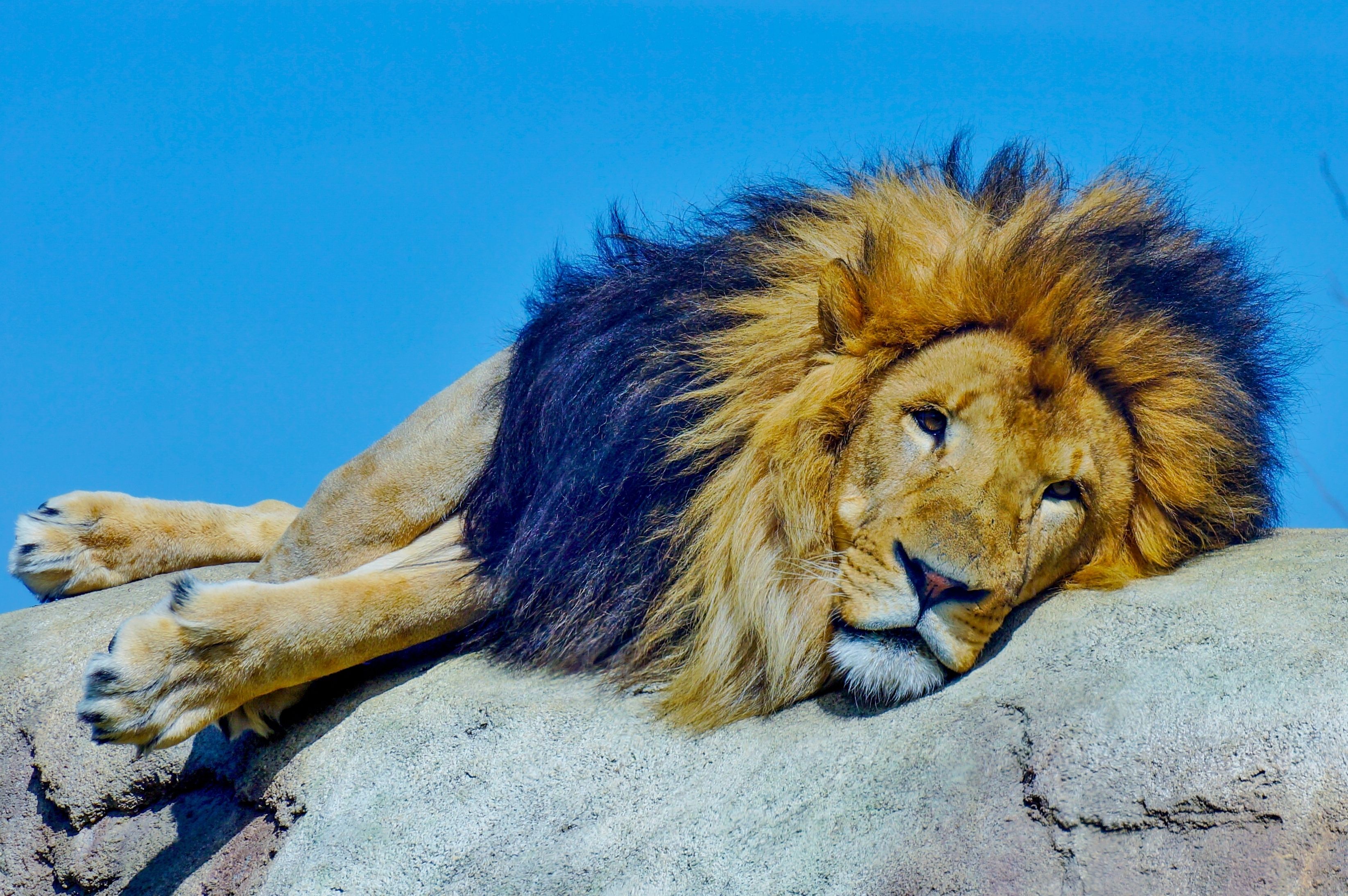 Lion on rock