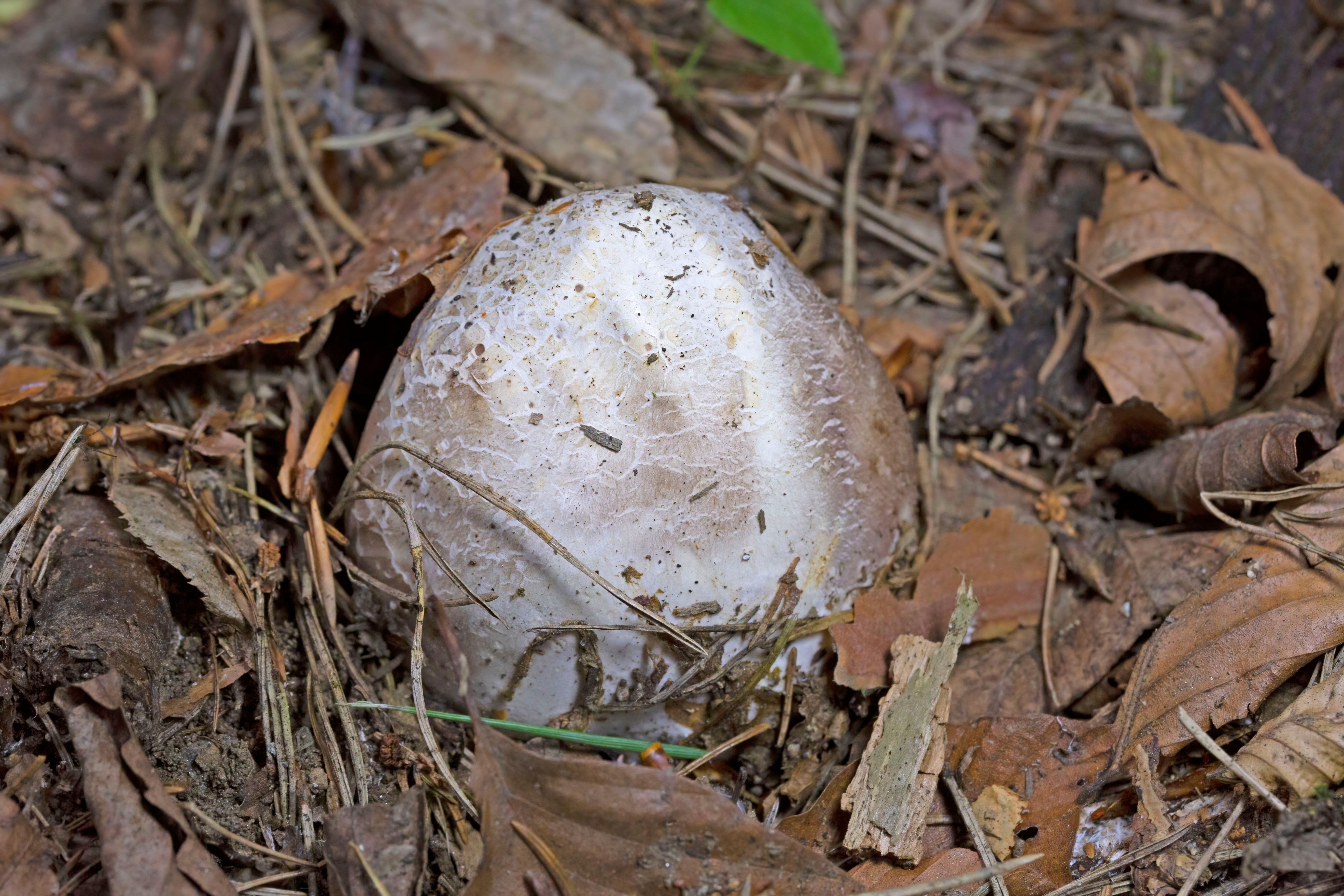 Devil's finger fungus egg stage