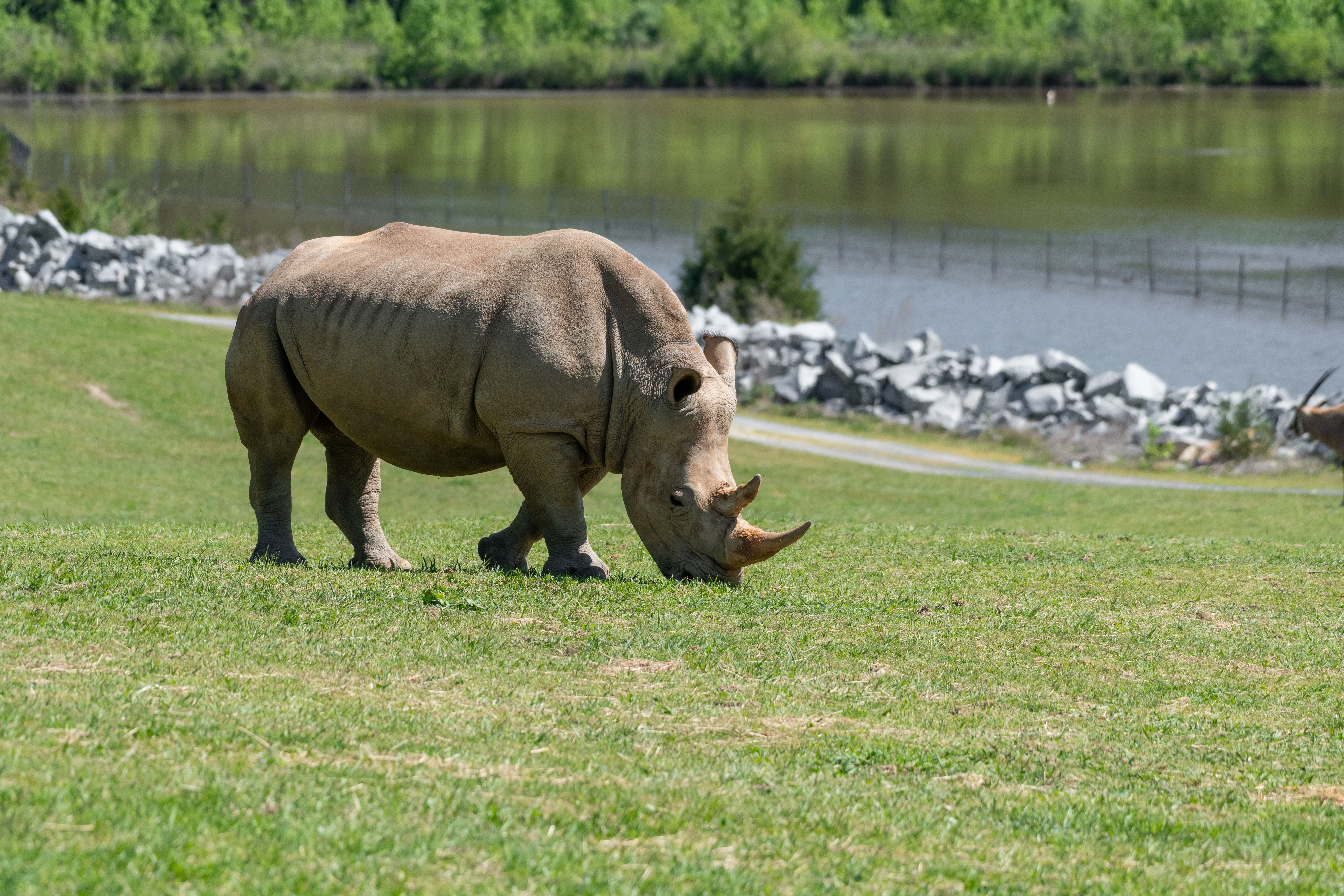 Southern white rhinoceros at the North Carolina Zoo