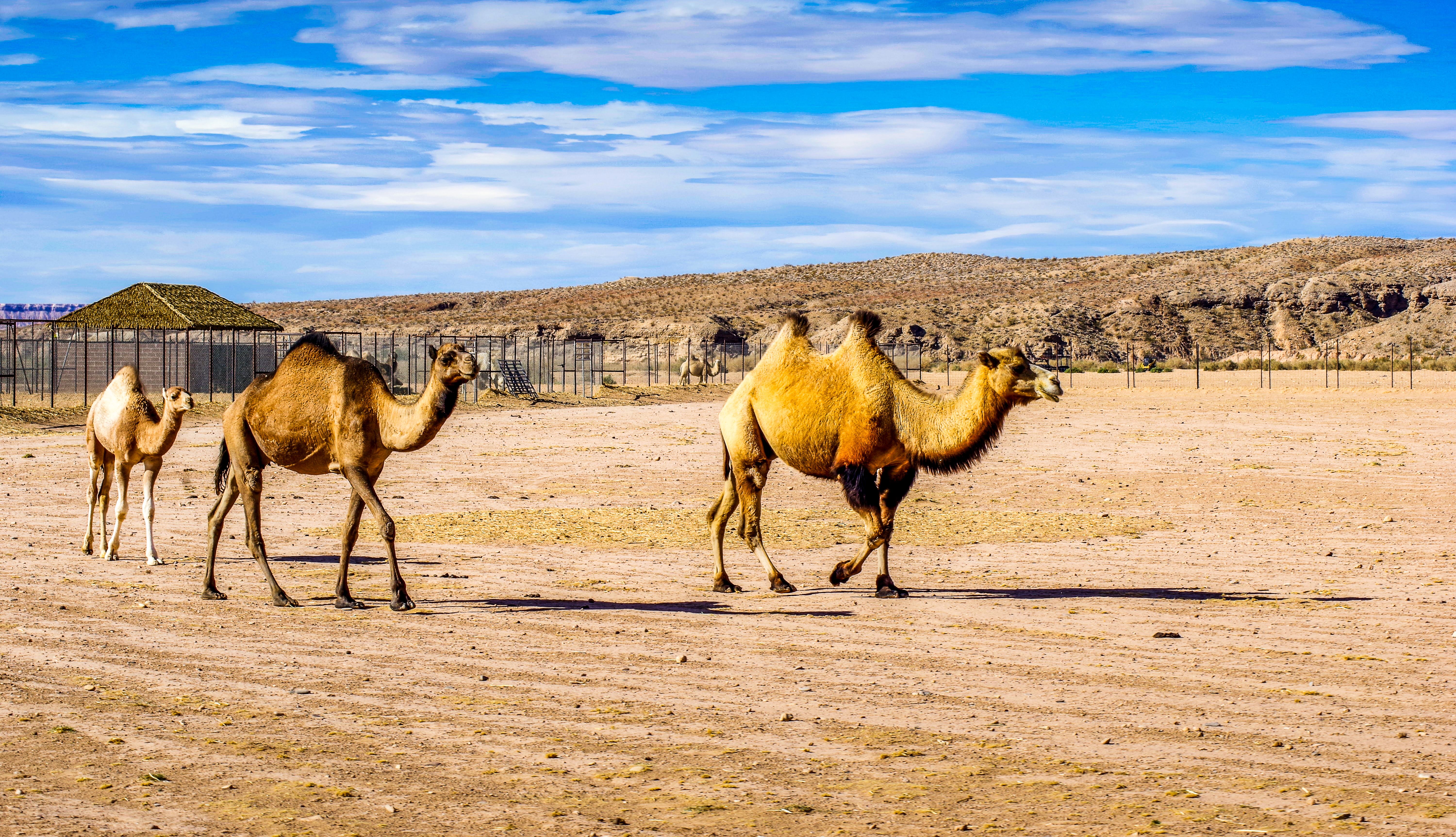 Darmidi beauty and bacteria wander around the Safari Camel, Bunkerville, Nevada experience