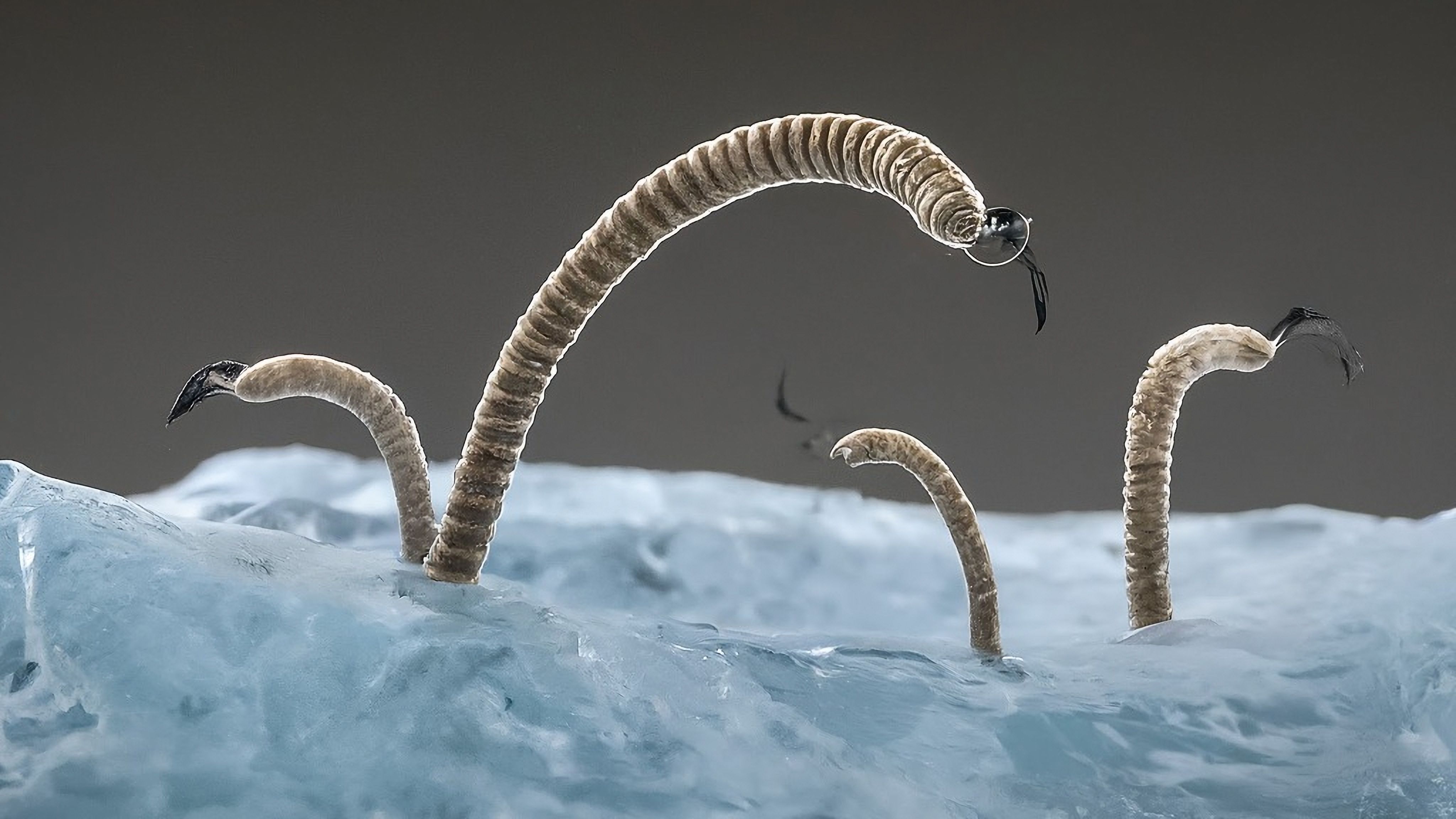 Impression of ancient worms wriggling out of frozen ice