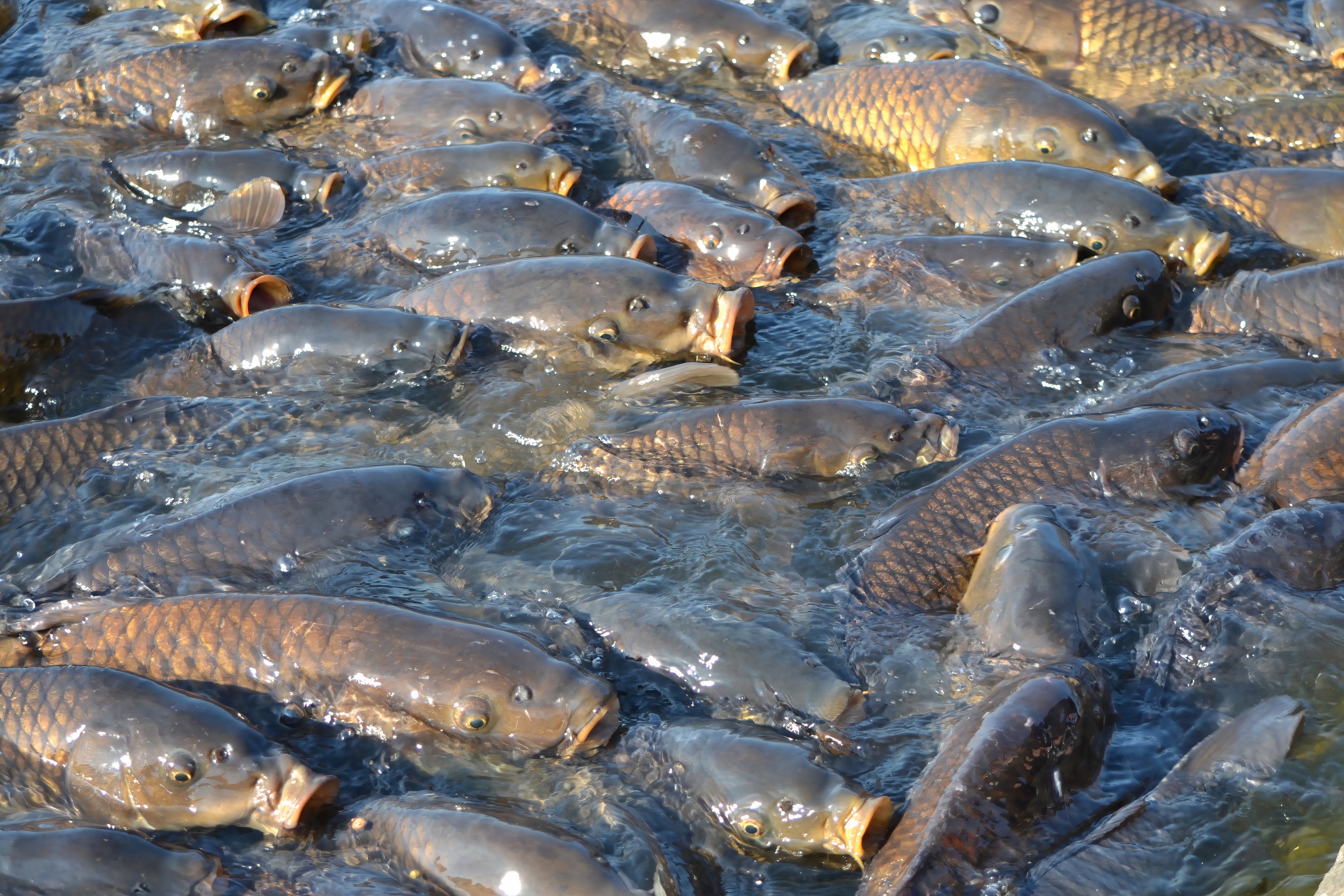 Many mas fish gathered for food