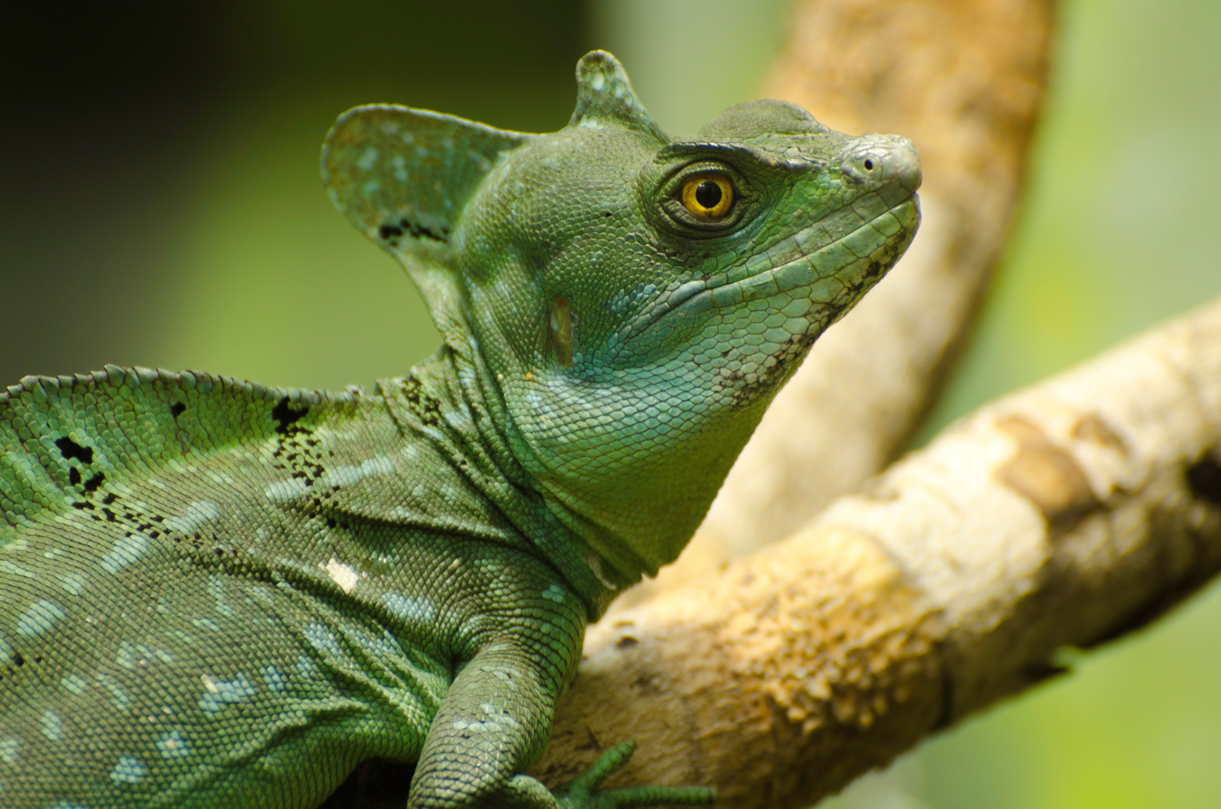 Basilisk lizard at Zoo Miami, FL