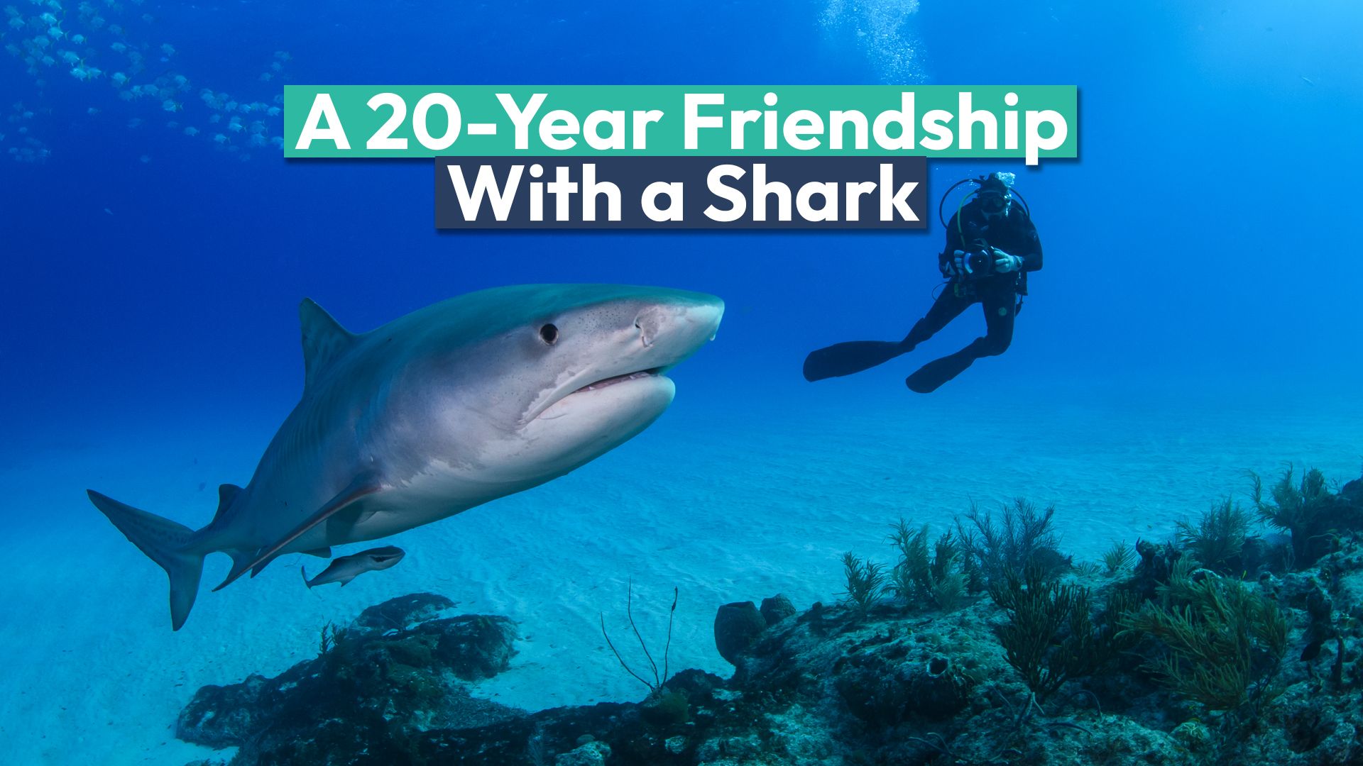 Shark best friends with a scuba diver