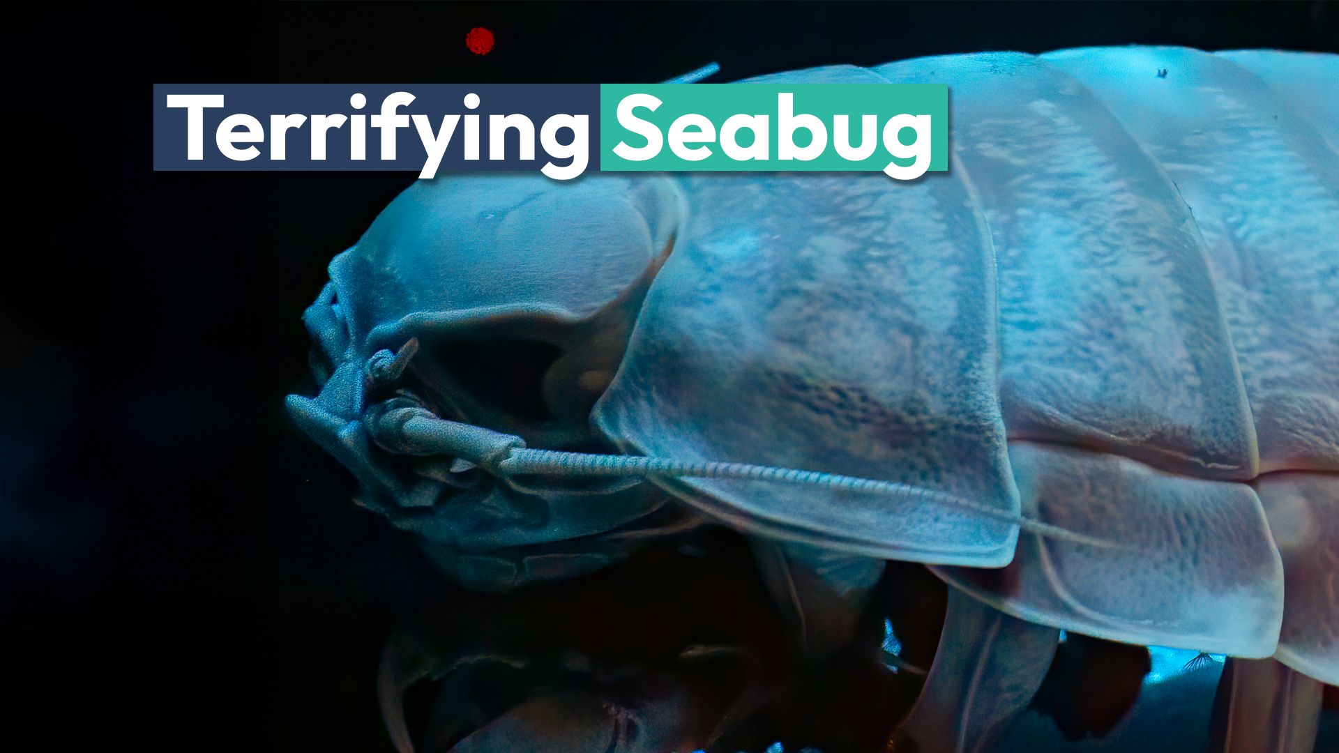 This New Supergiant Seabug Is So Terrifying It's Named After A Star Wars Villain
