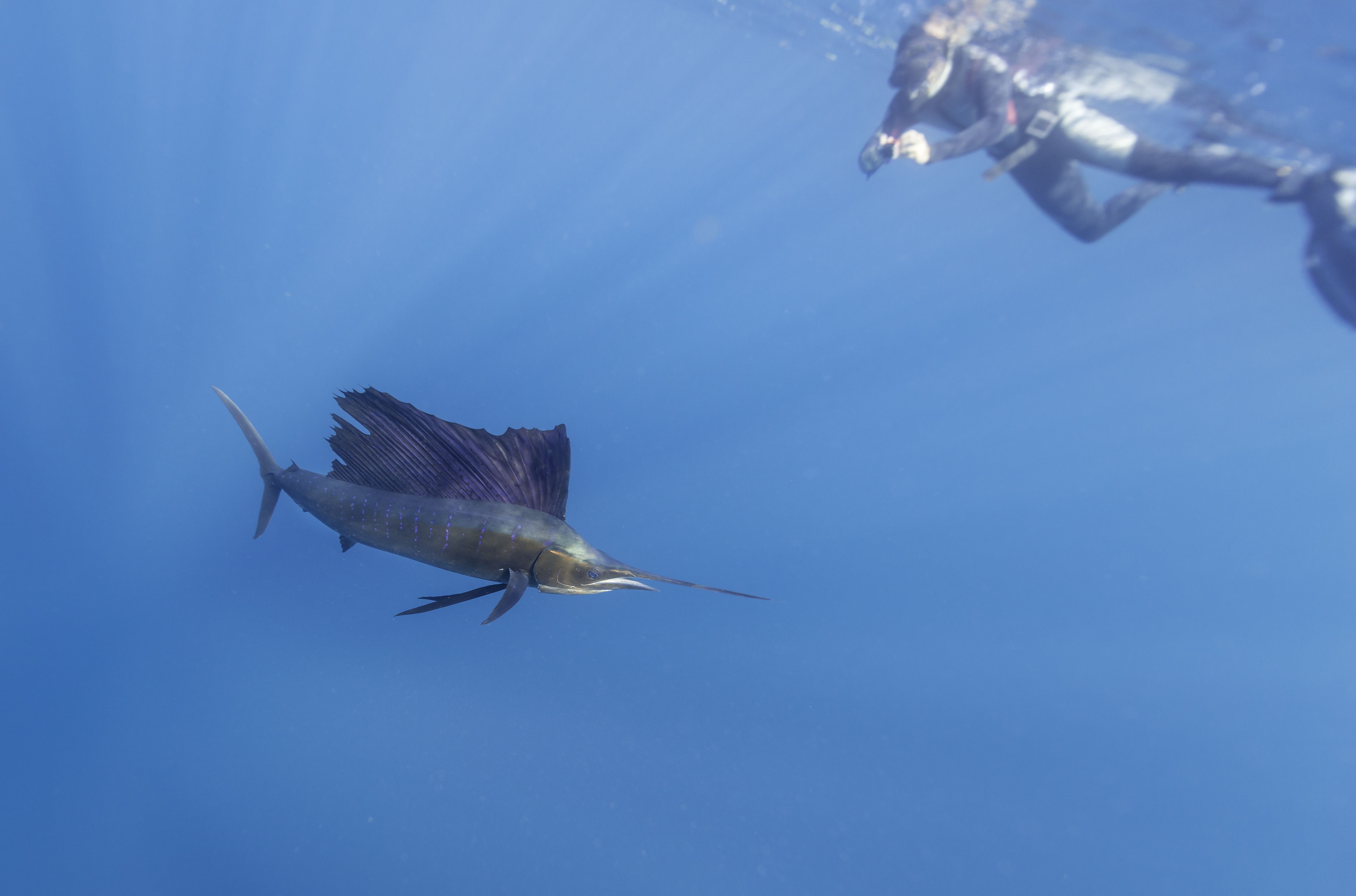 Underwater view of Atlantic sailfish hunting sardines on Isla Mujeres, Mexico