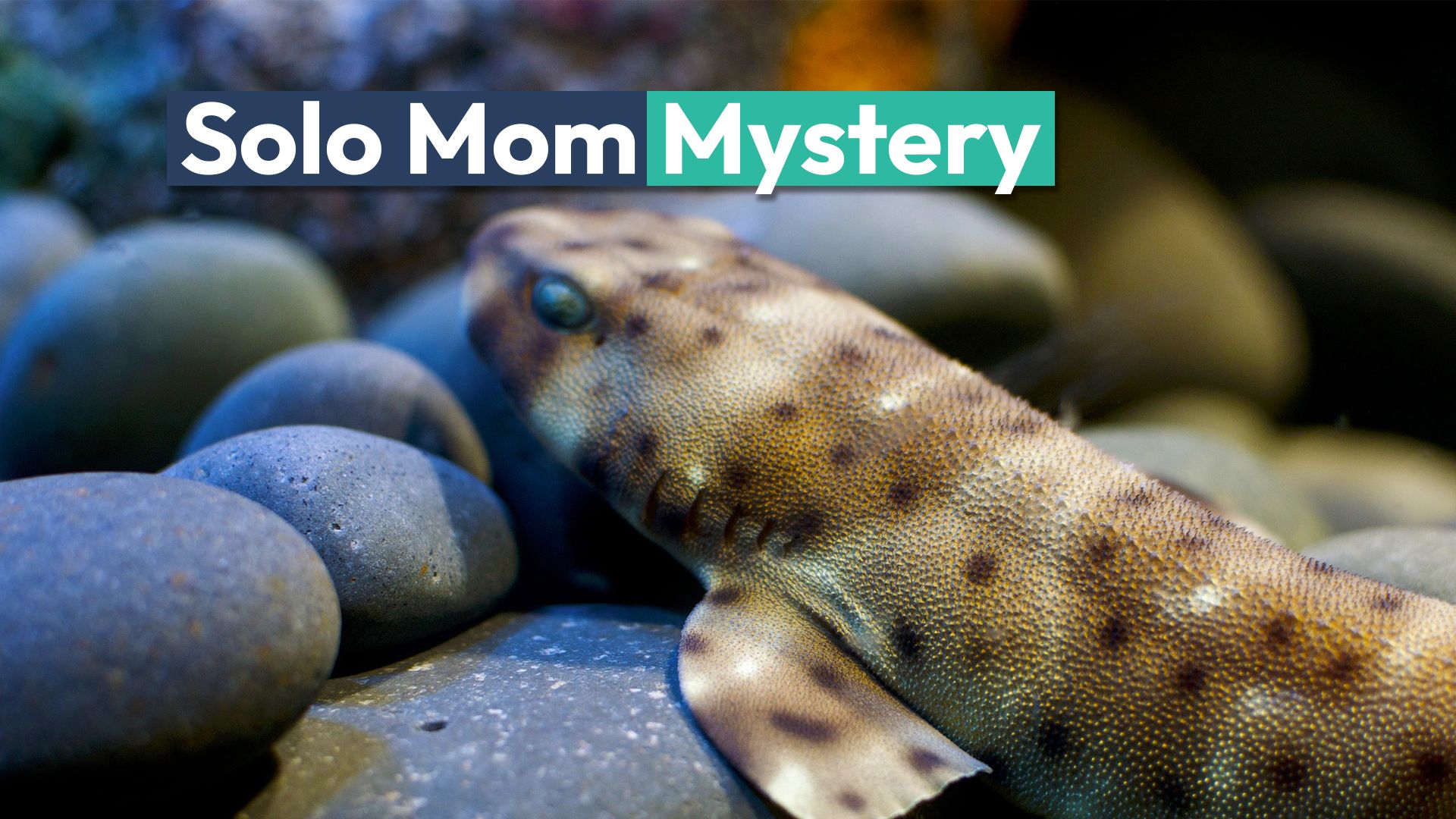 Virgin Birth Mystery At U.S. Aquarium As Female Shark Had A Baby Without A Male Present