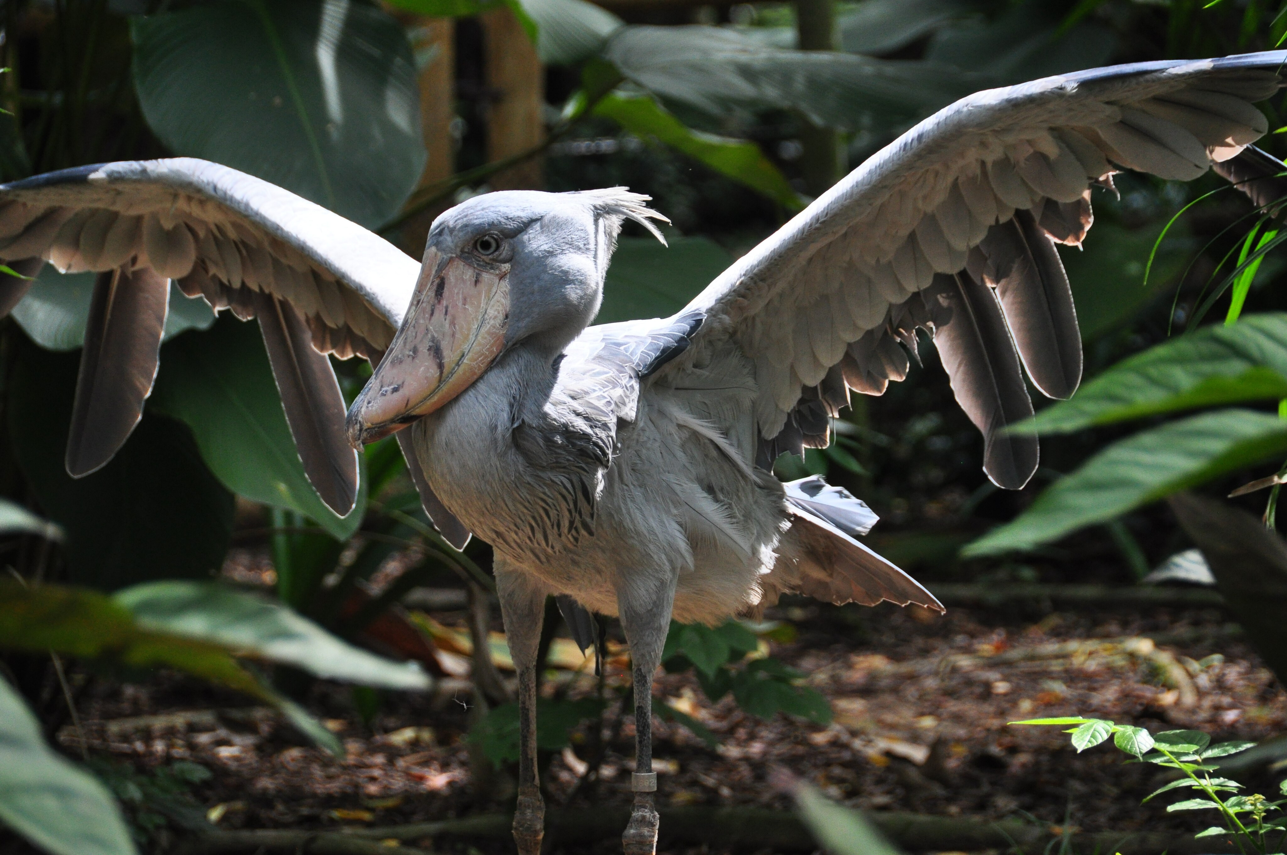 Biggest Bird in Usa: Discover America's Giant Feathered Wonder