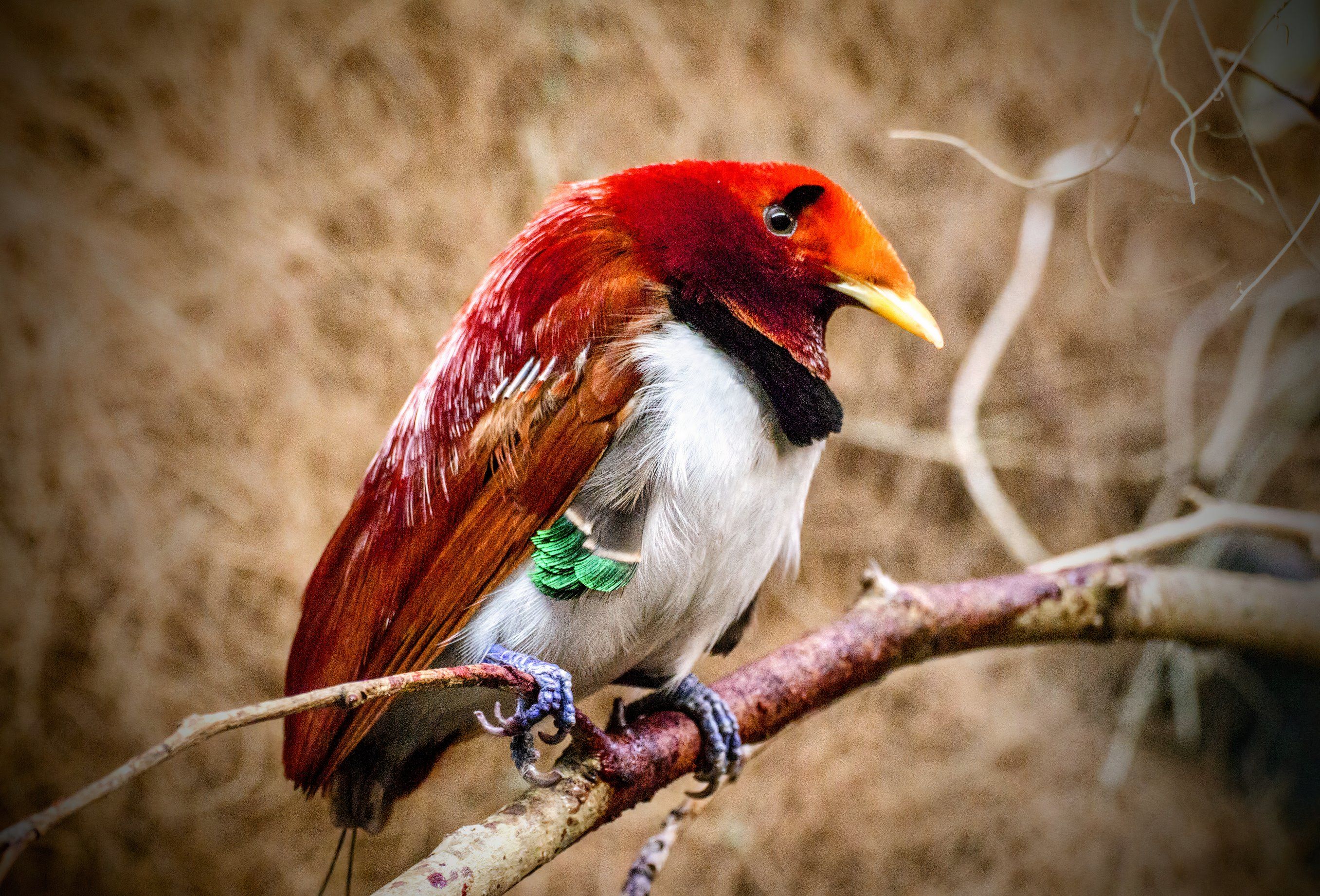 King Bird of Paradise