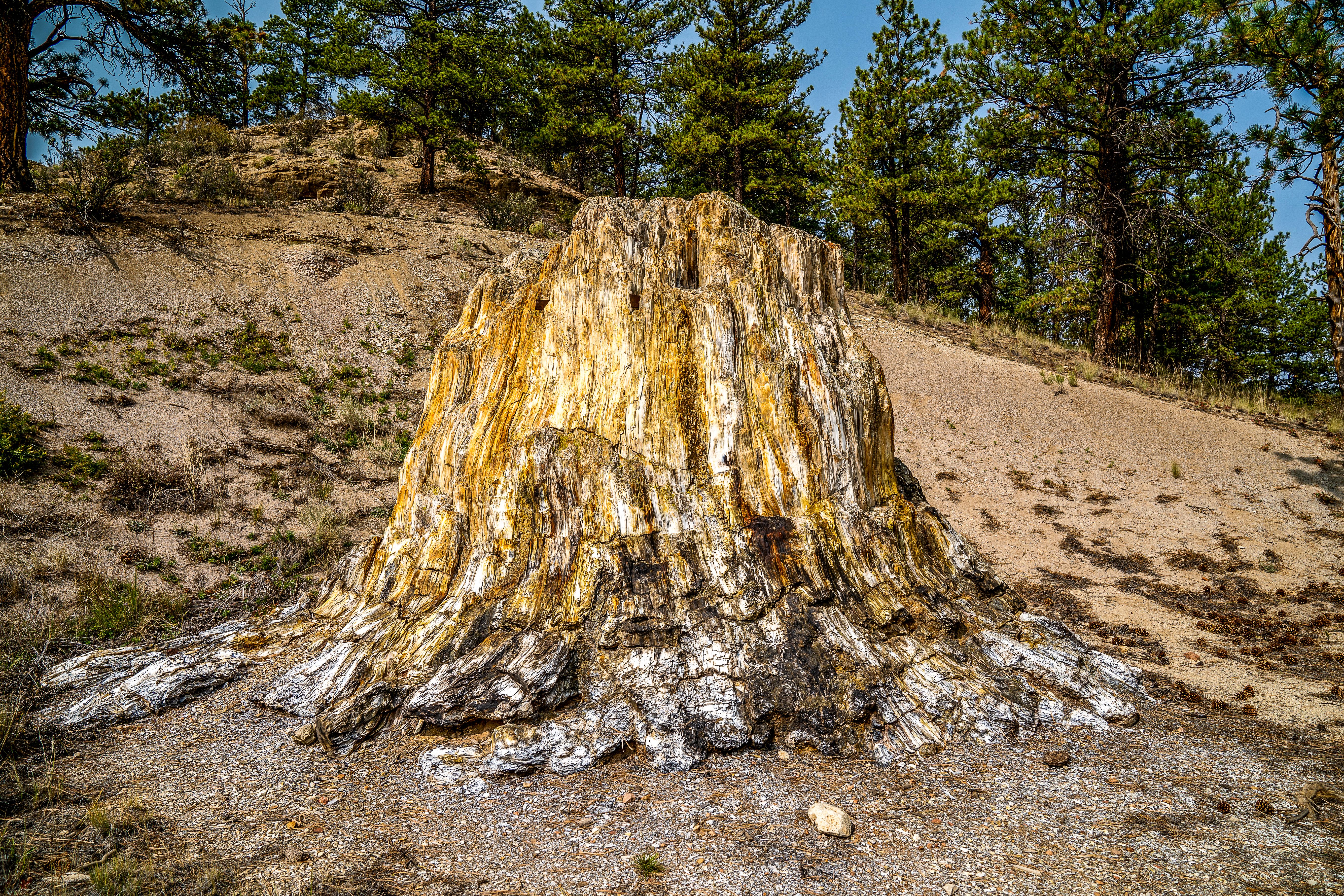 Big Stump, a petrified tree in Florissant Fossil Beds National Monument