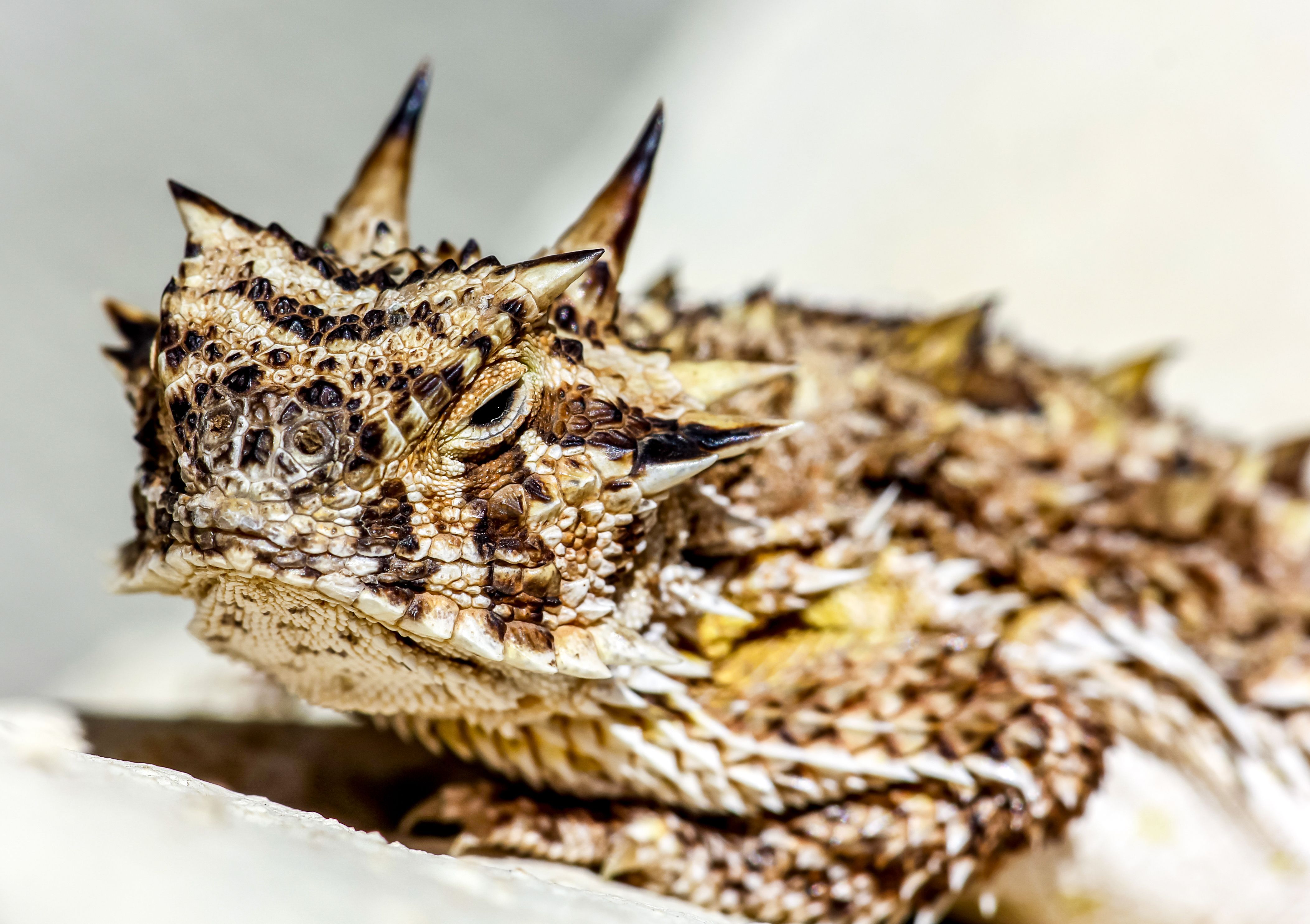 A Close Up of a Texas Horned Lizard