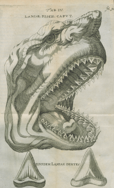 —The 9th -century illustration showing the teeth megalodon of fossils and shark heads