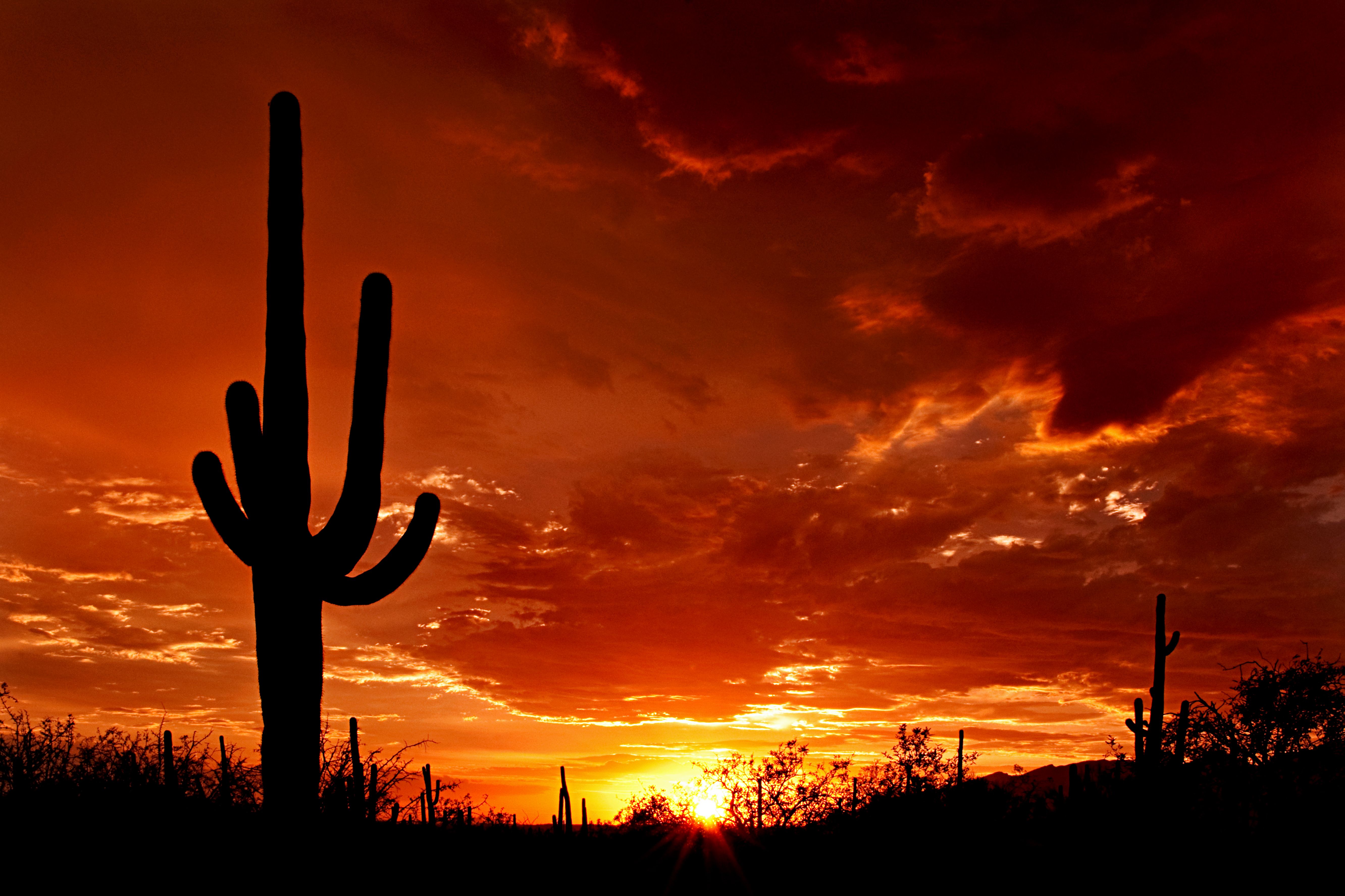 Silhouette of a large saguaro stands at sunset in Saguaro National Park, Arizona