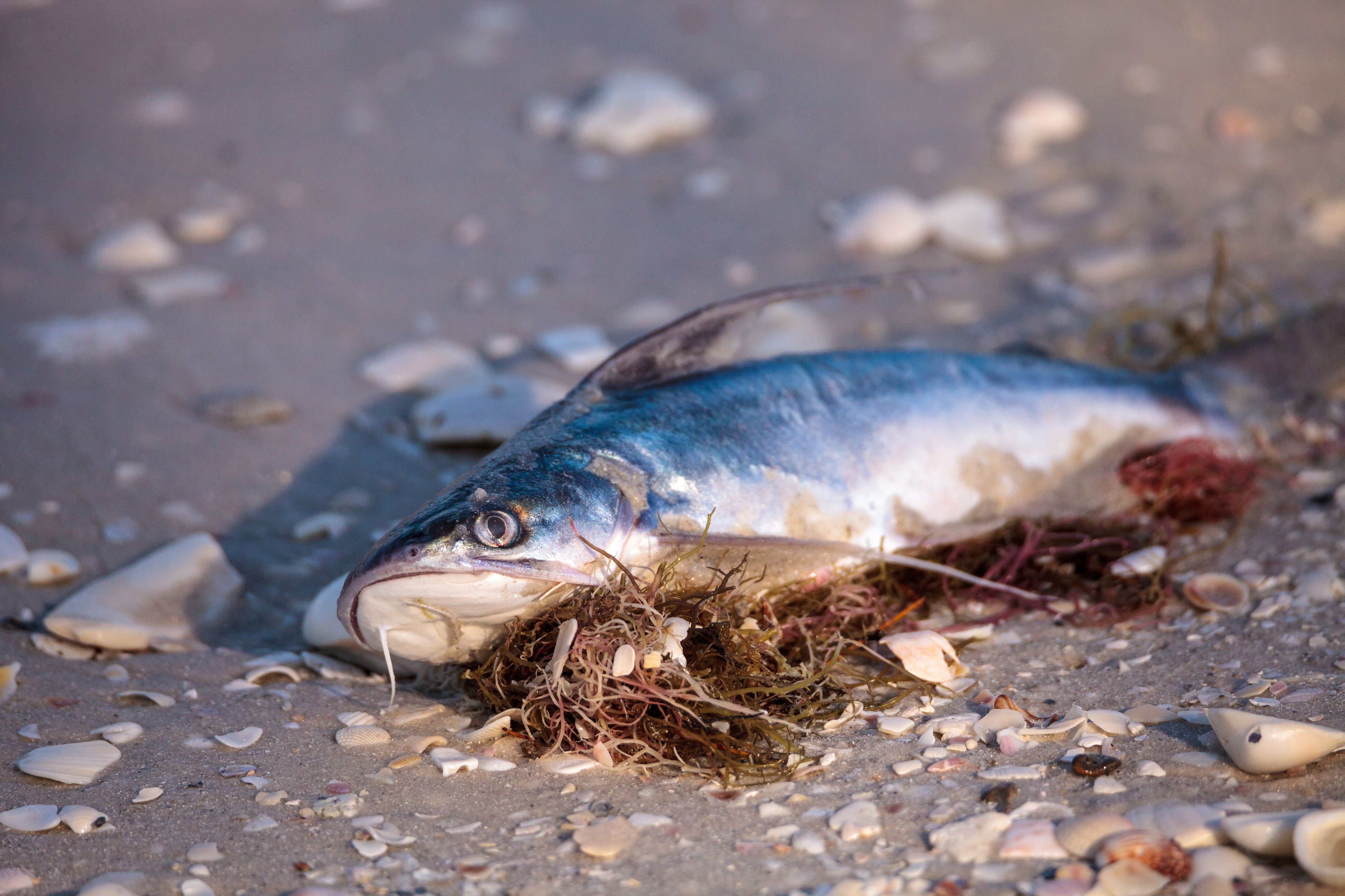 Dead fish on beach
