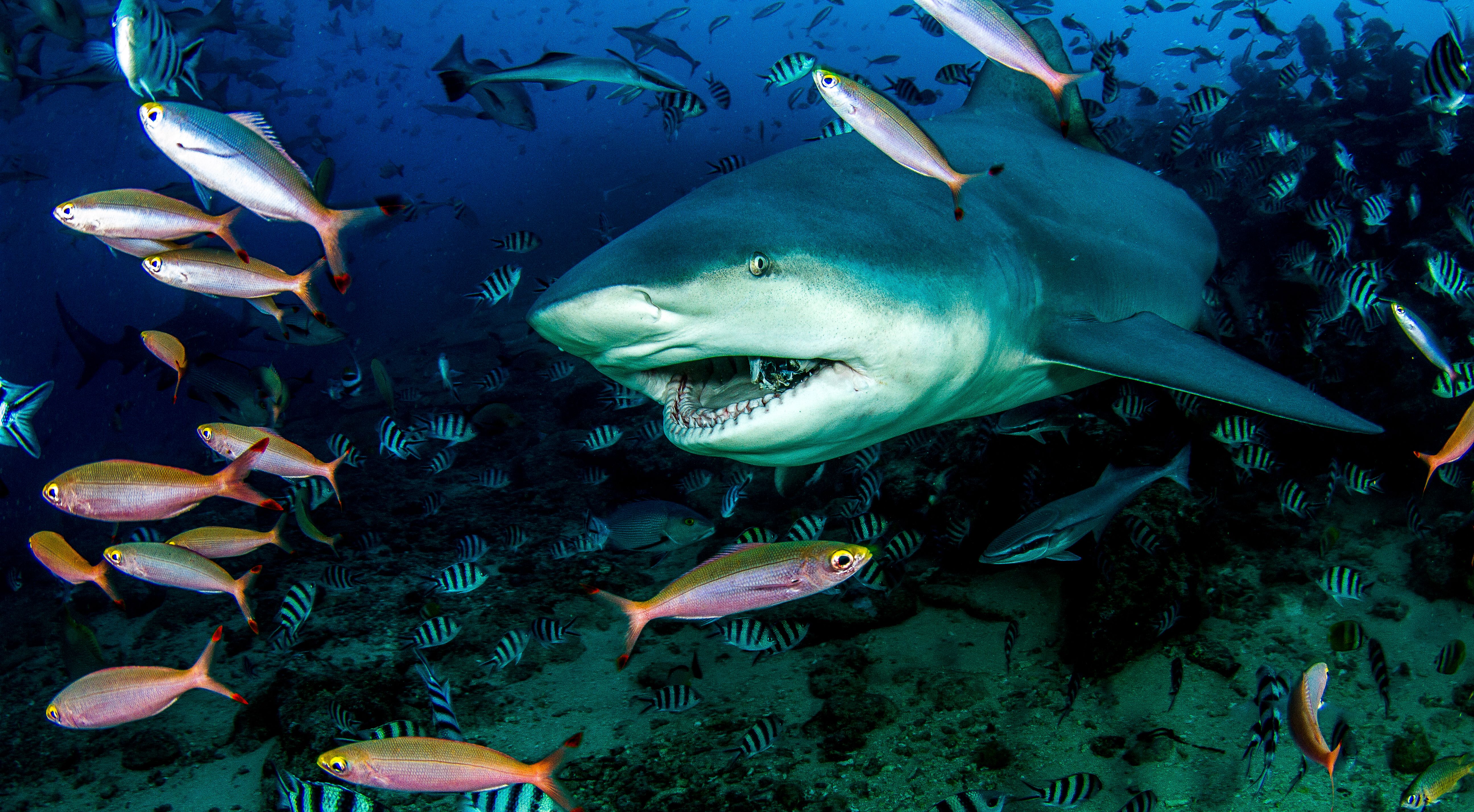Bull Shark is swimming