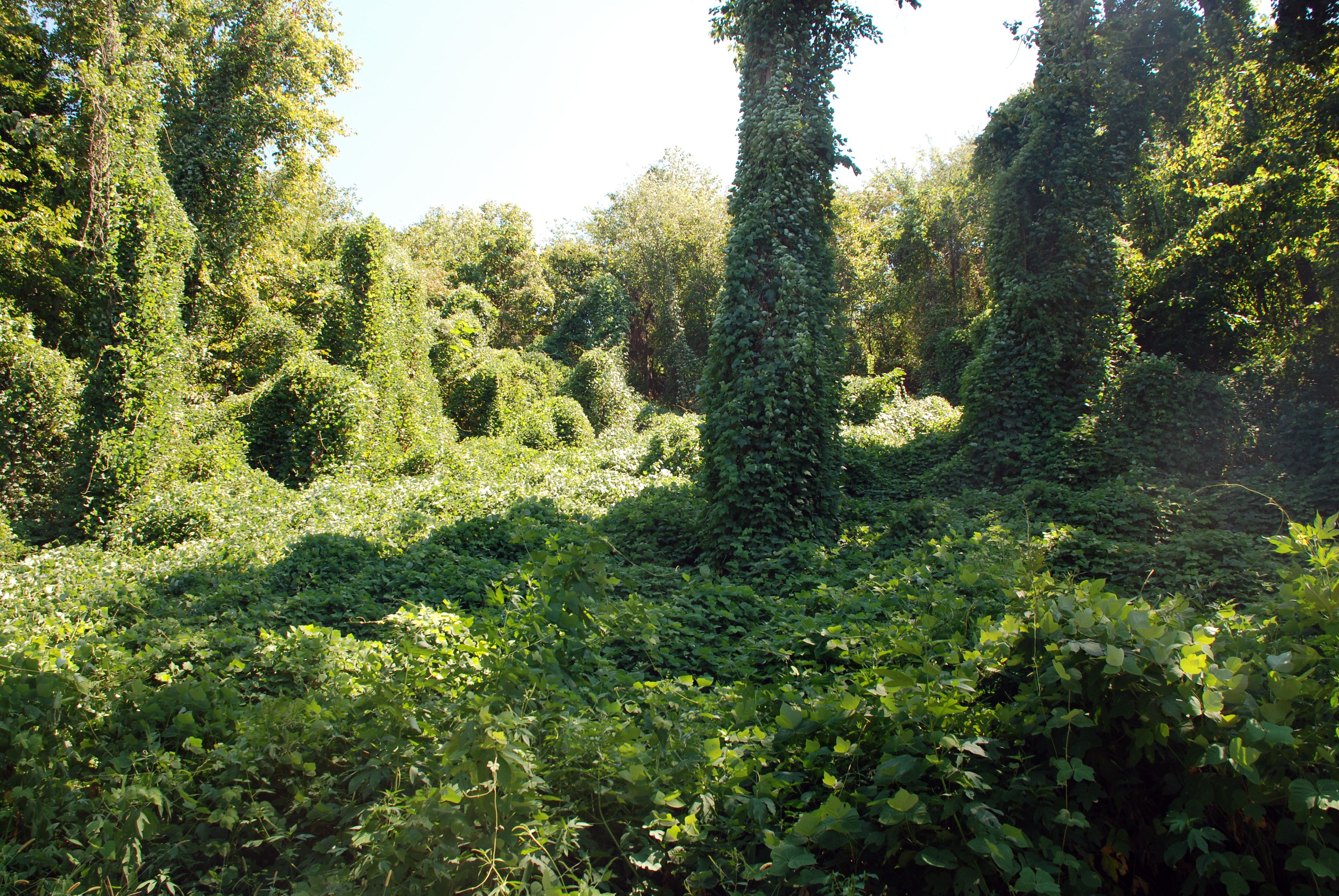 Kudzu's forest