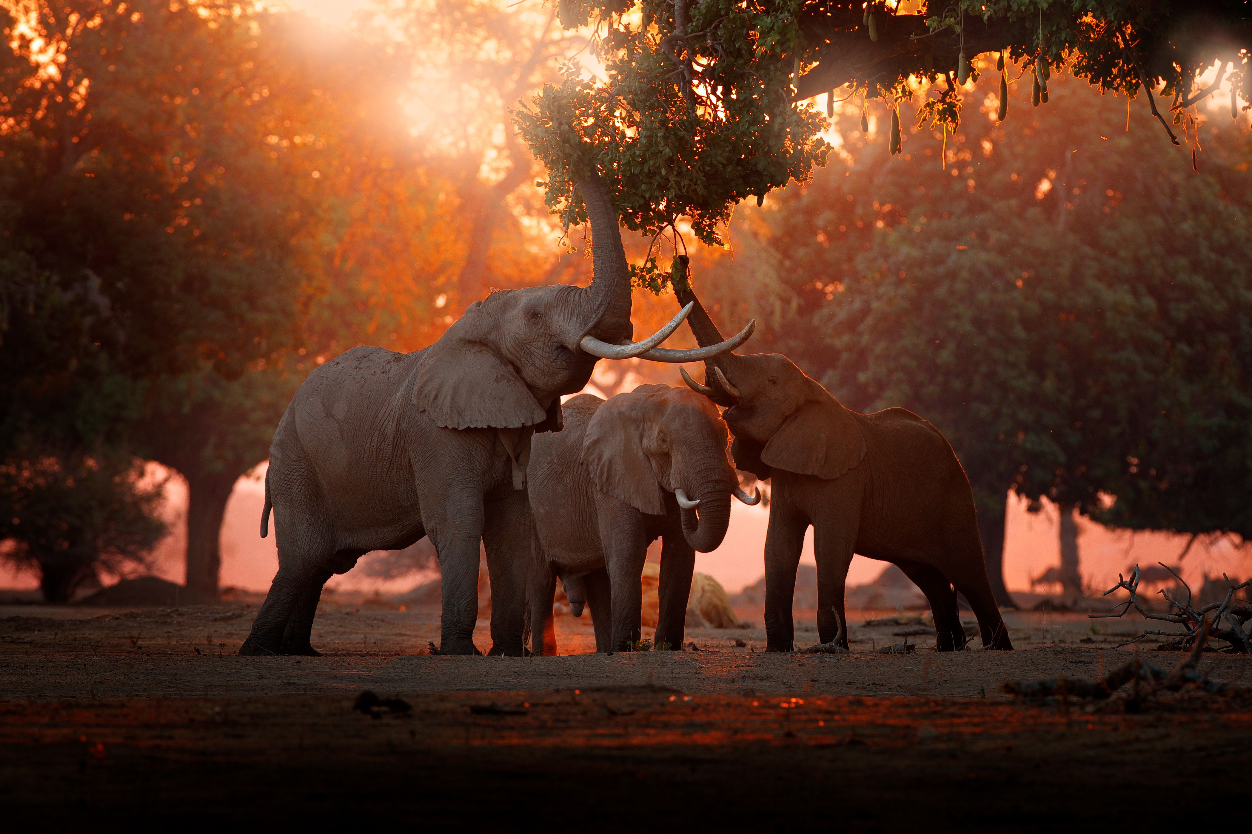 Elephant feeds on trees branches