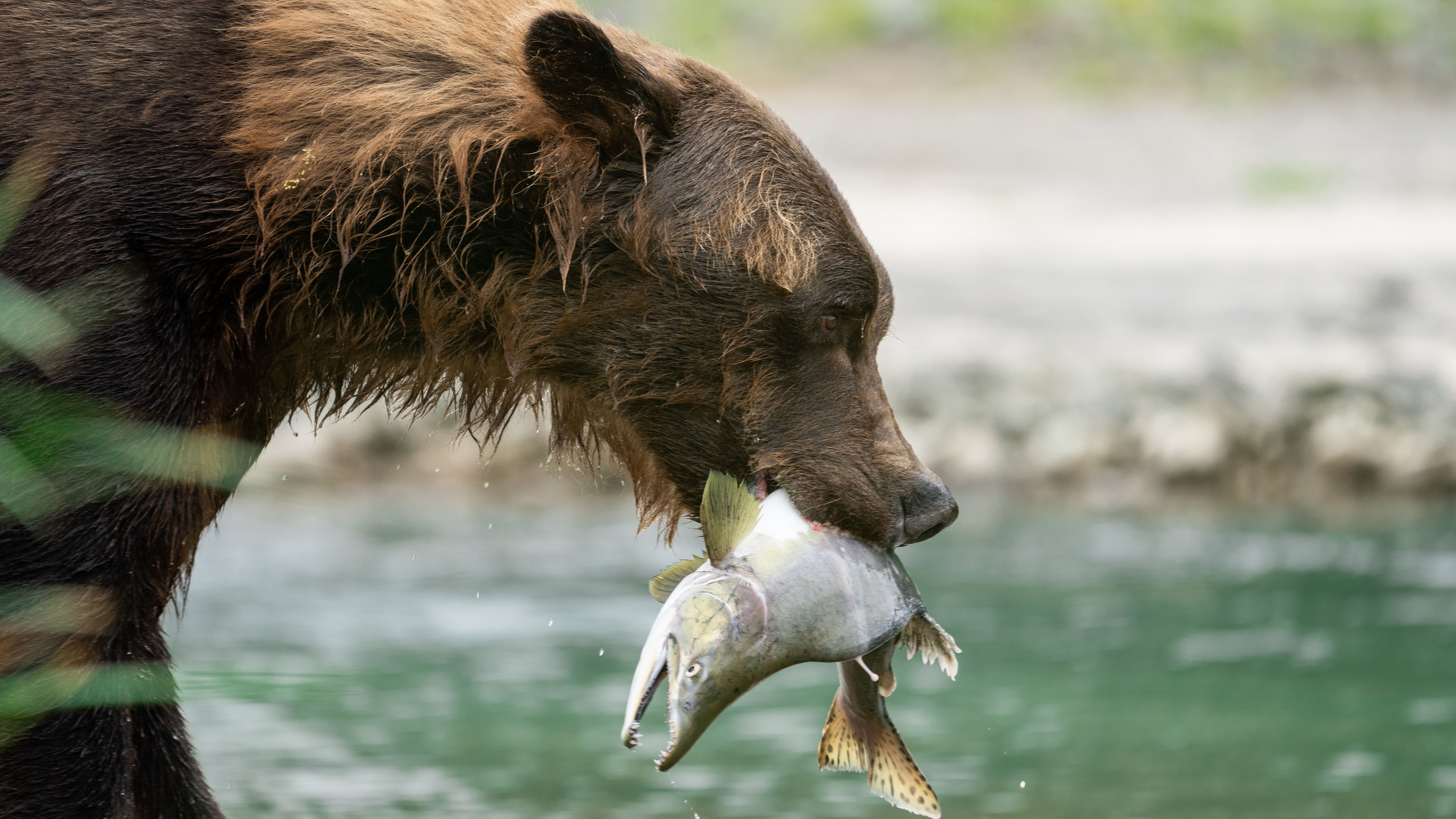 Bear Kodak 