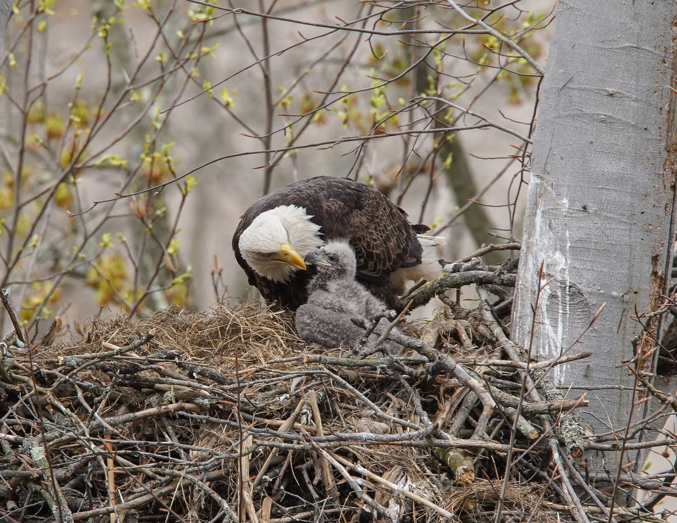 Eagle with Eaglet