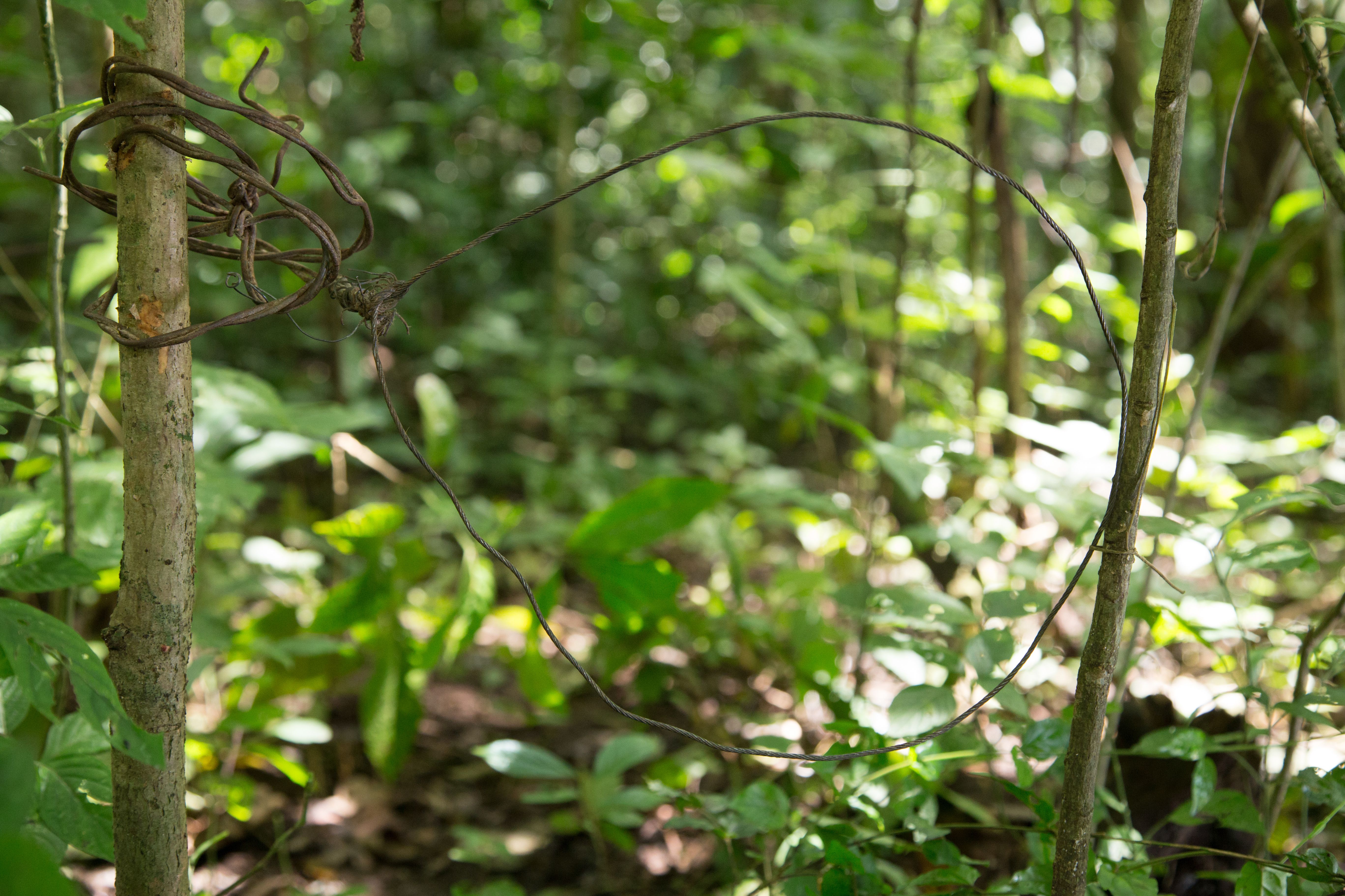 a metal wire trap 