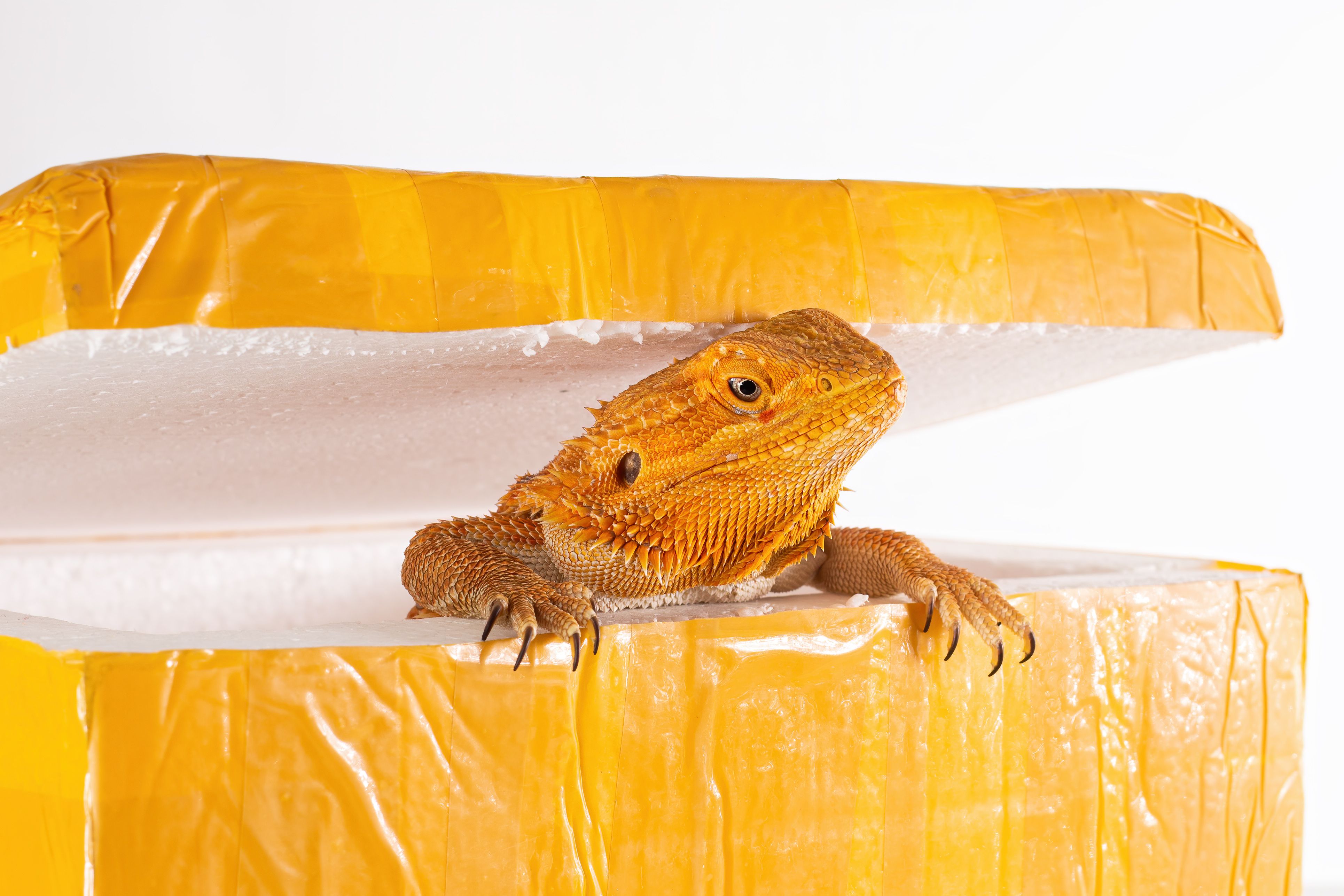 Lizard