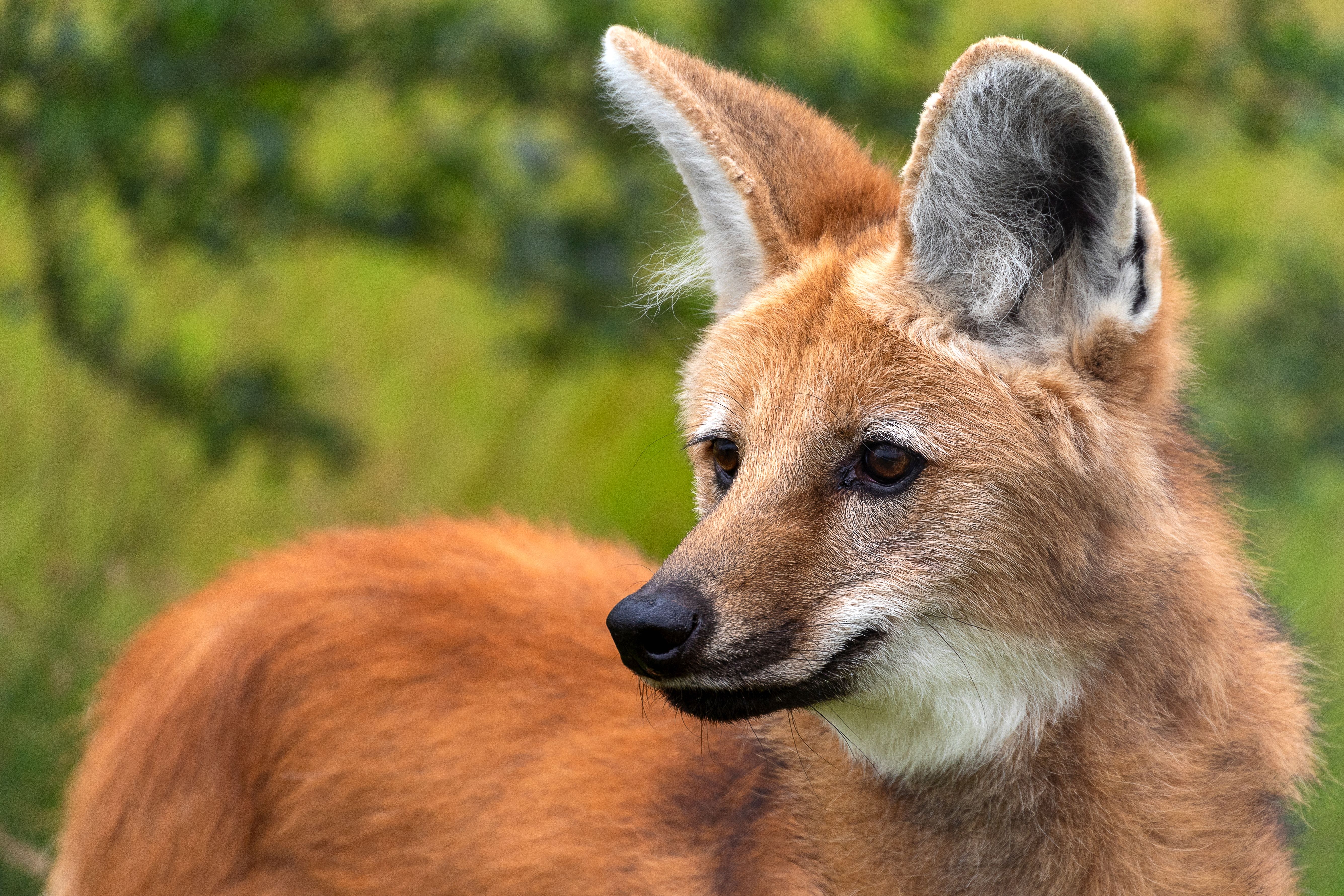South America's Largest "Wolf" Isn't A Wolf At All