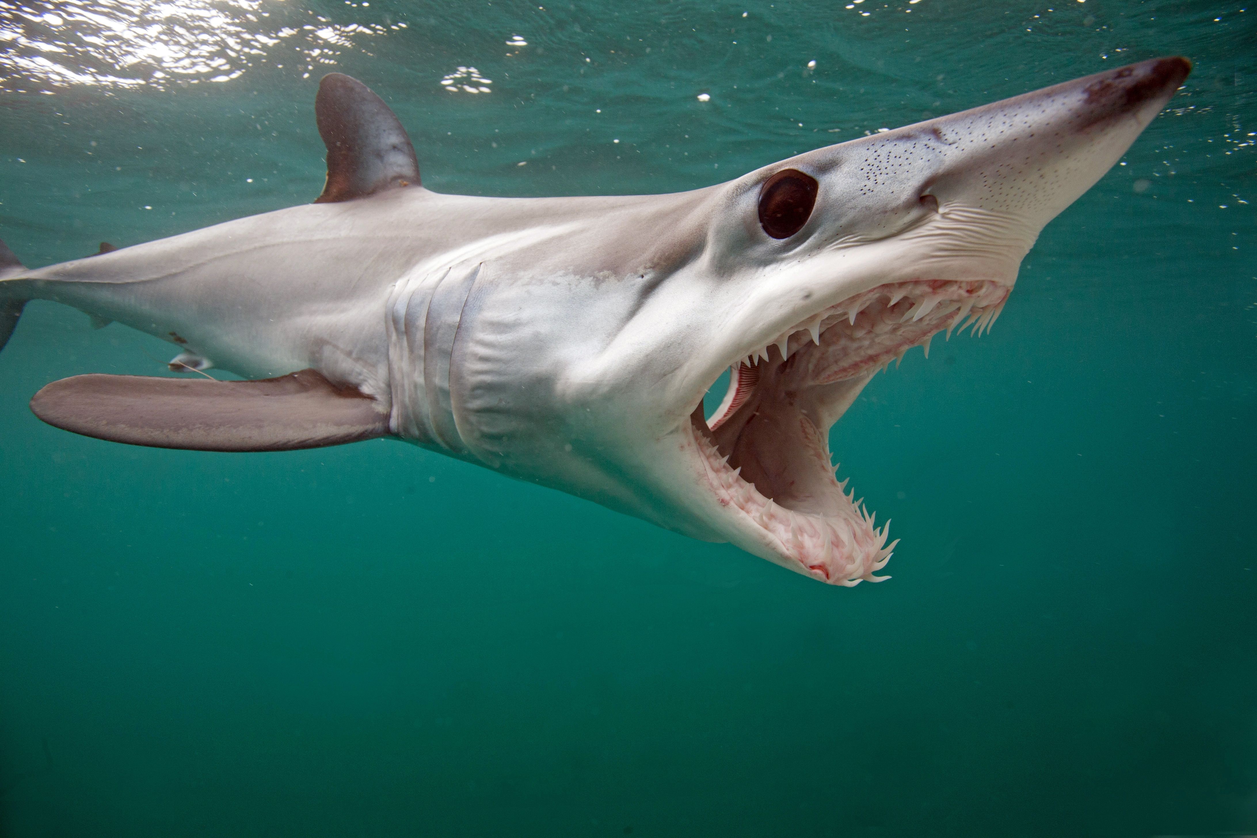 Shortfin mako swimming