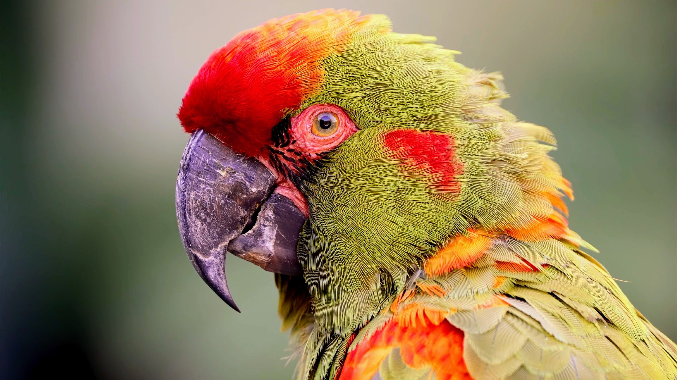The World's Rarest Animals: 10 Species On The Brink Of Extinction