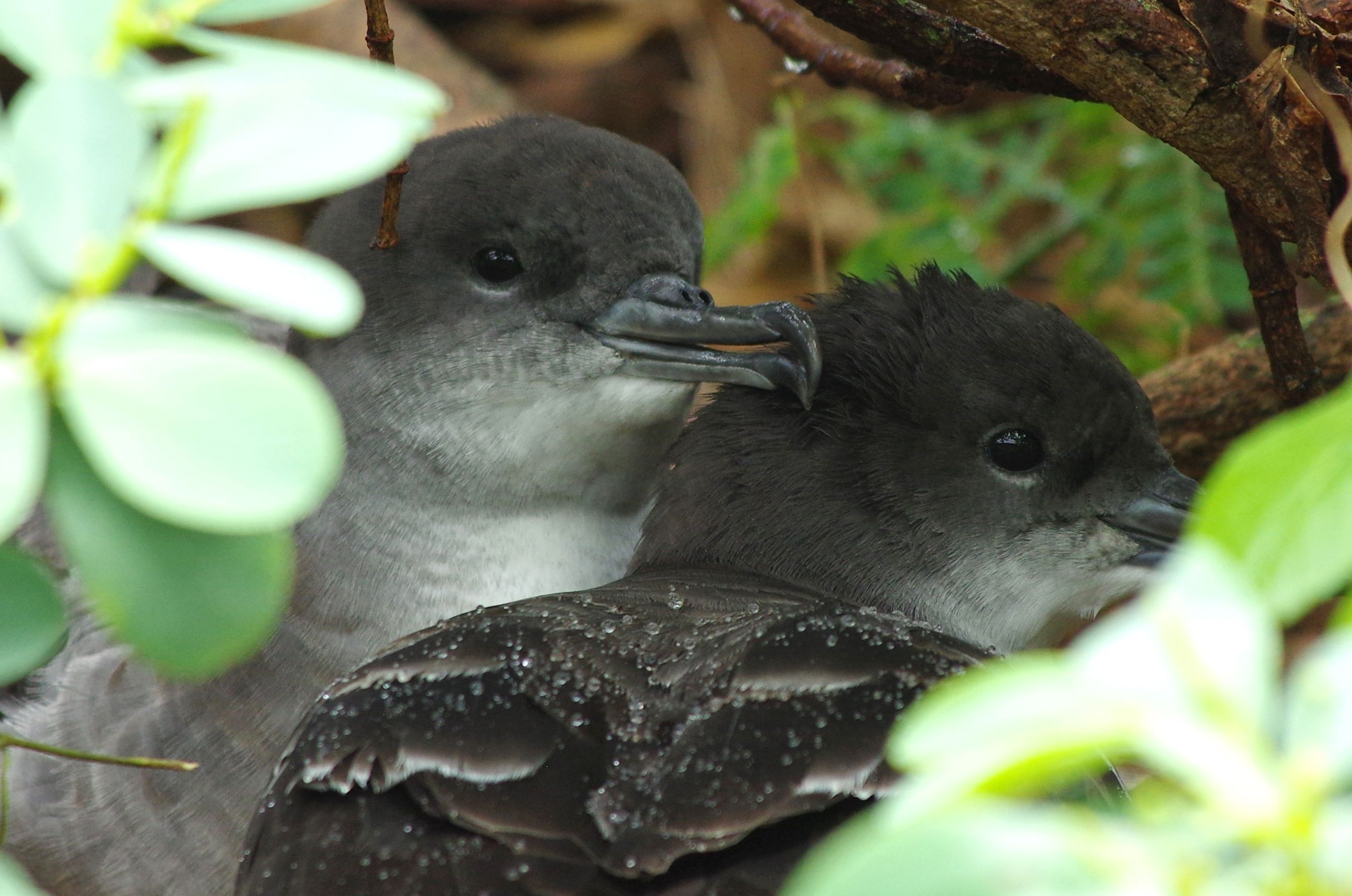 shearwater